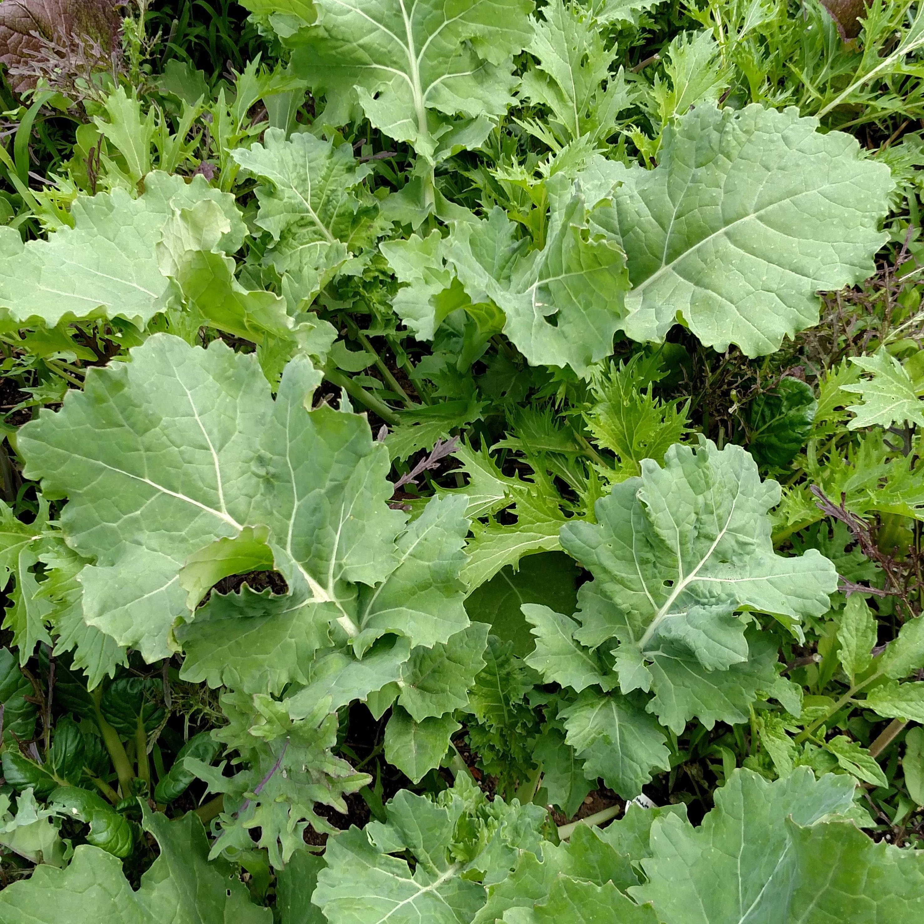 Kale and collards are from the same brassica family. 