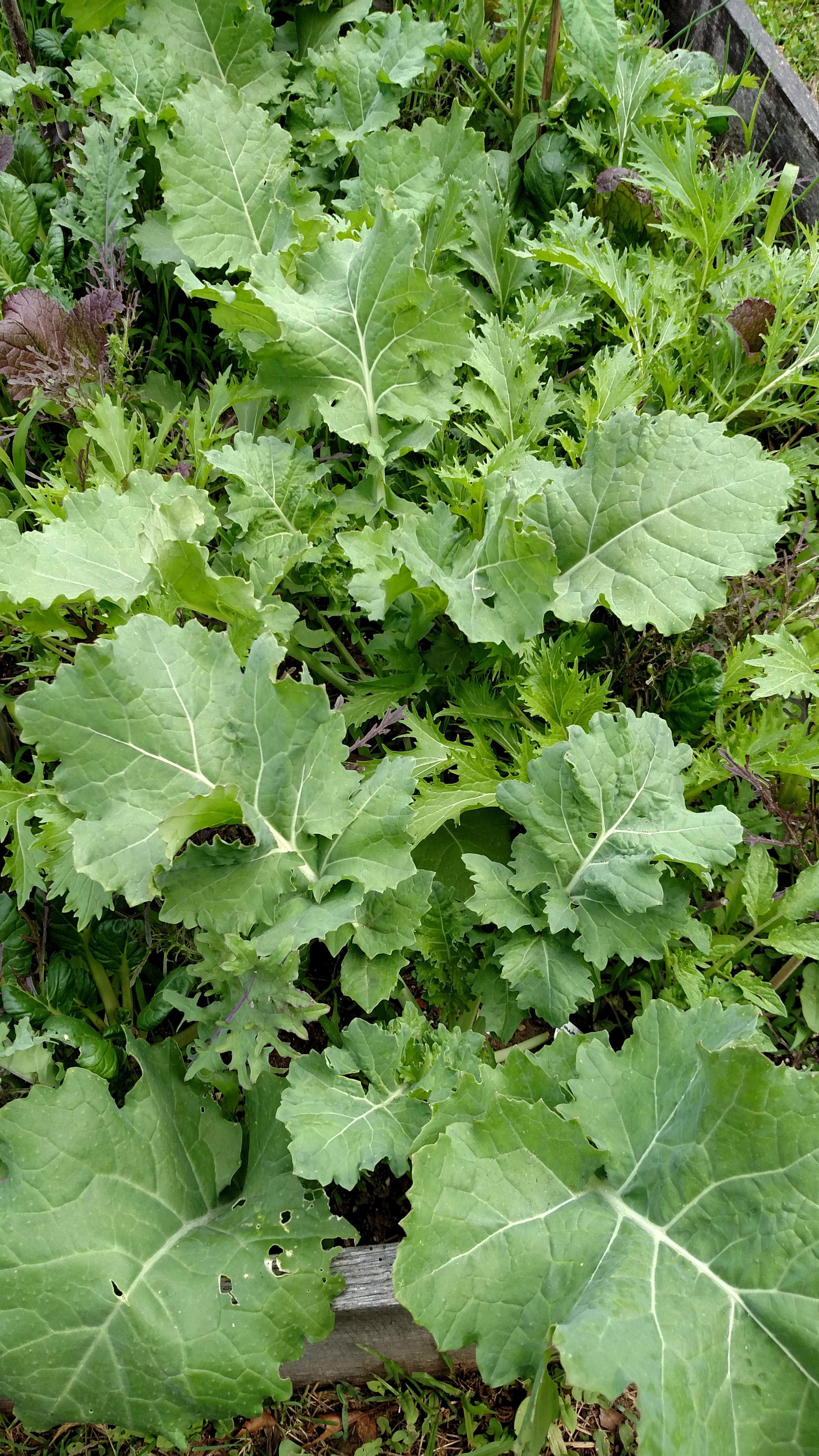 Kale and collards are from the same brassica family. 