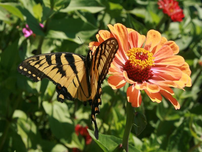 Flower planting should be done AFTER a killing frost in your area, or after you’re sure the growing season has ended but before the ground freezes.