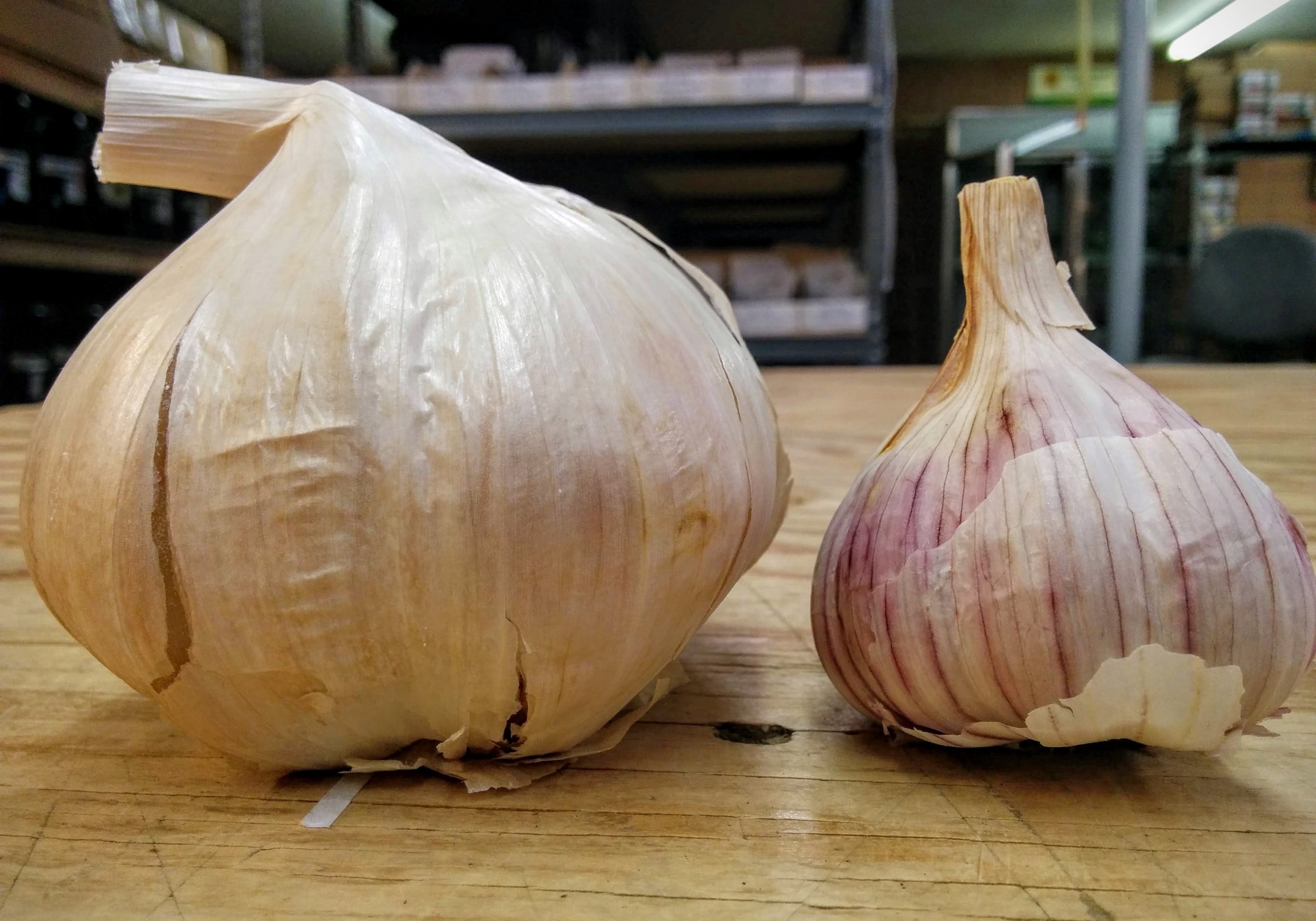 There are two different types of garlic hardneck and softneck.