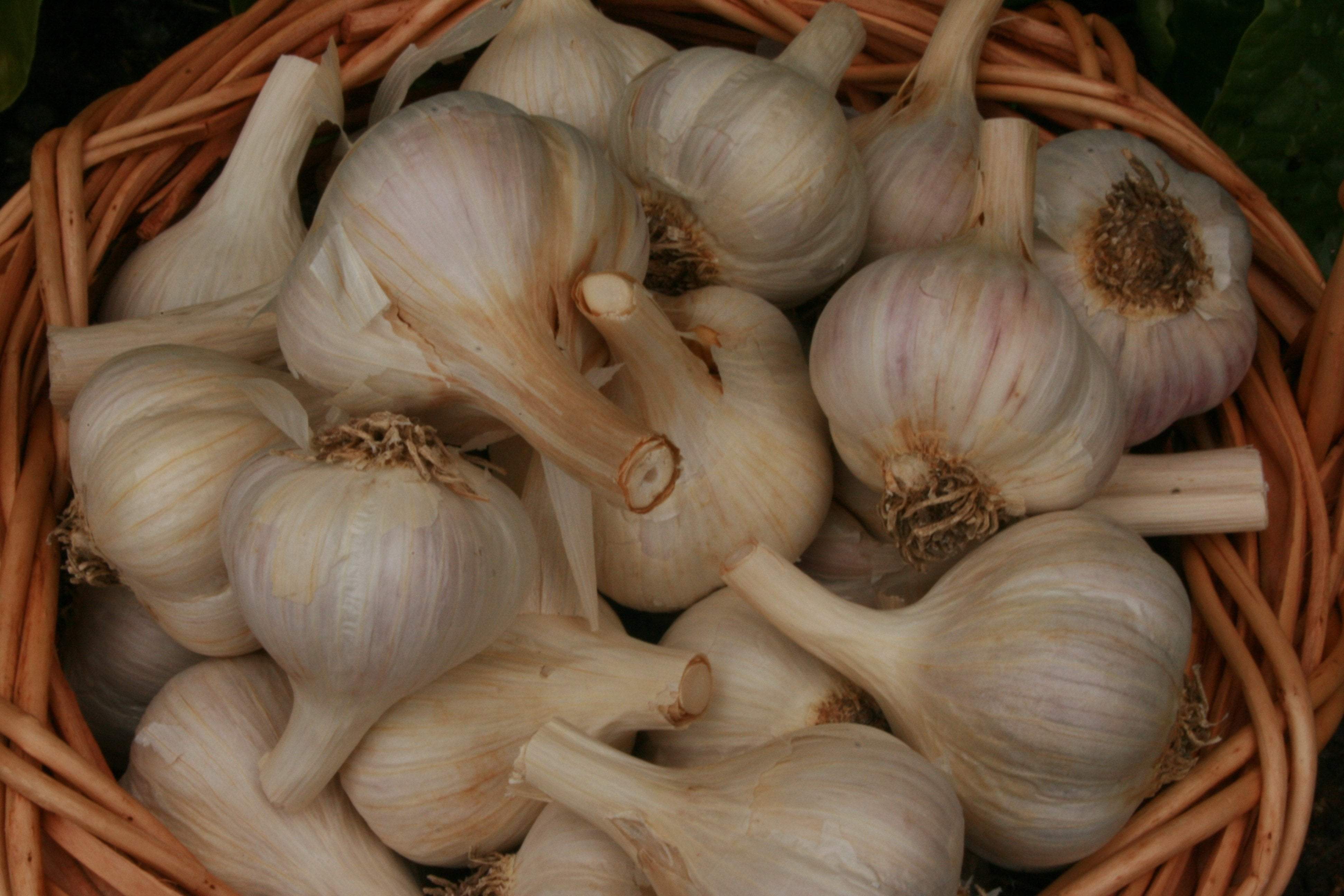 Honesty, Trust, and Garlic from Sow True Seed Asheville NC. 