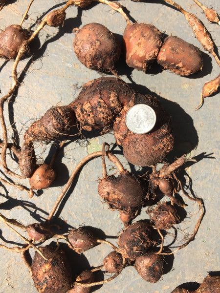 Growing Groundnuts