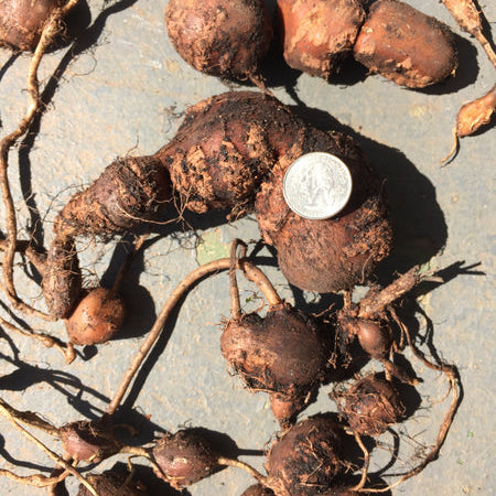 Growing Groundnuts