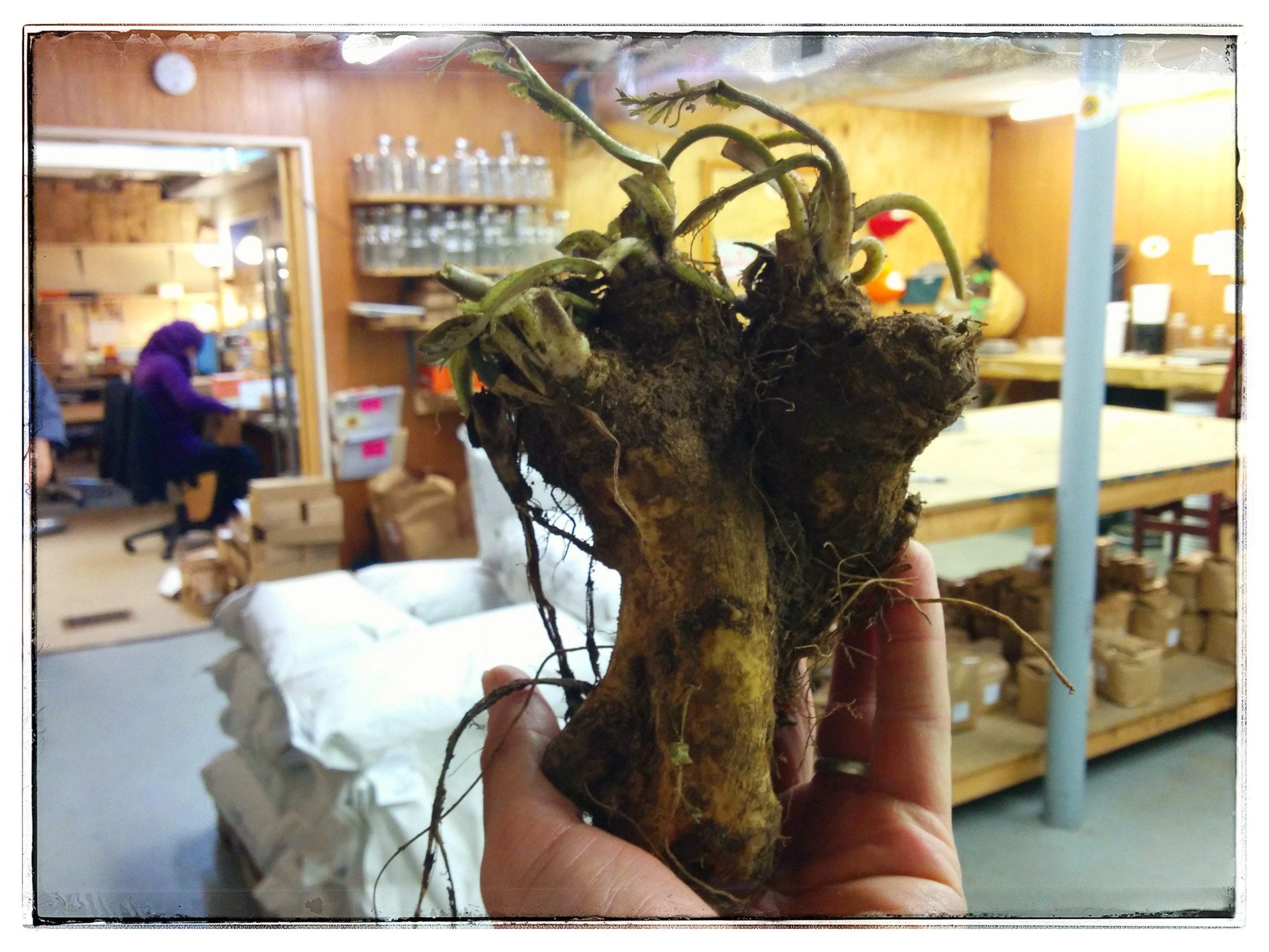 Great article on how to harvest and eat Horseradish! 