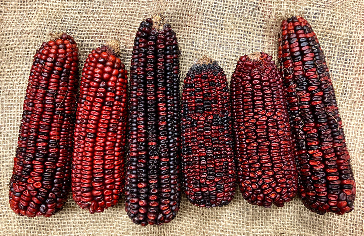 Field Corn for the Home Gardener Sow True Seed