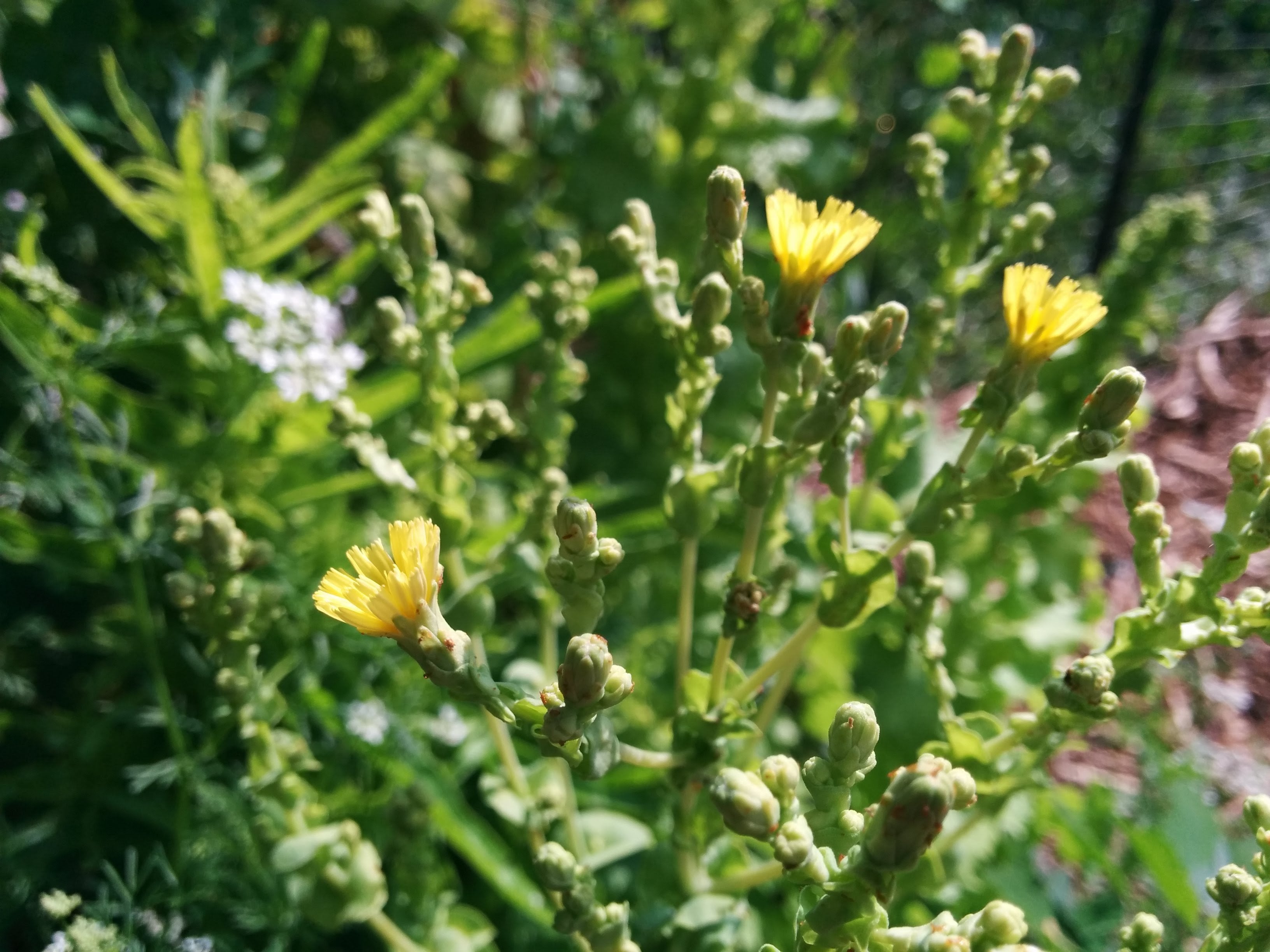 DIY Greens Seeds