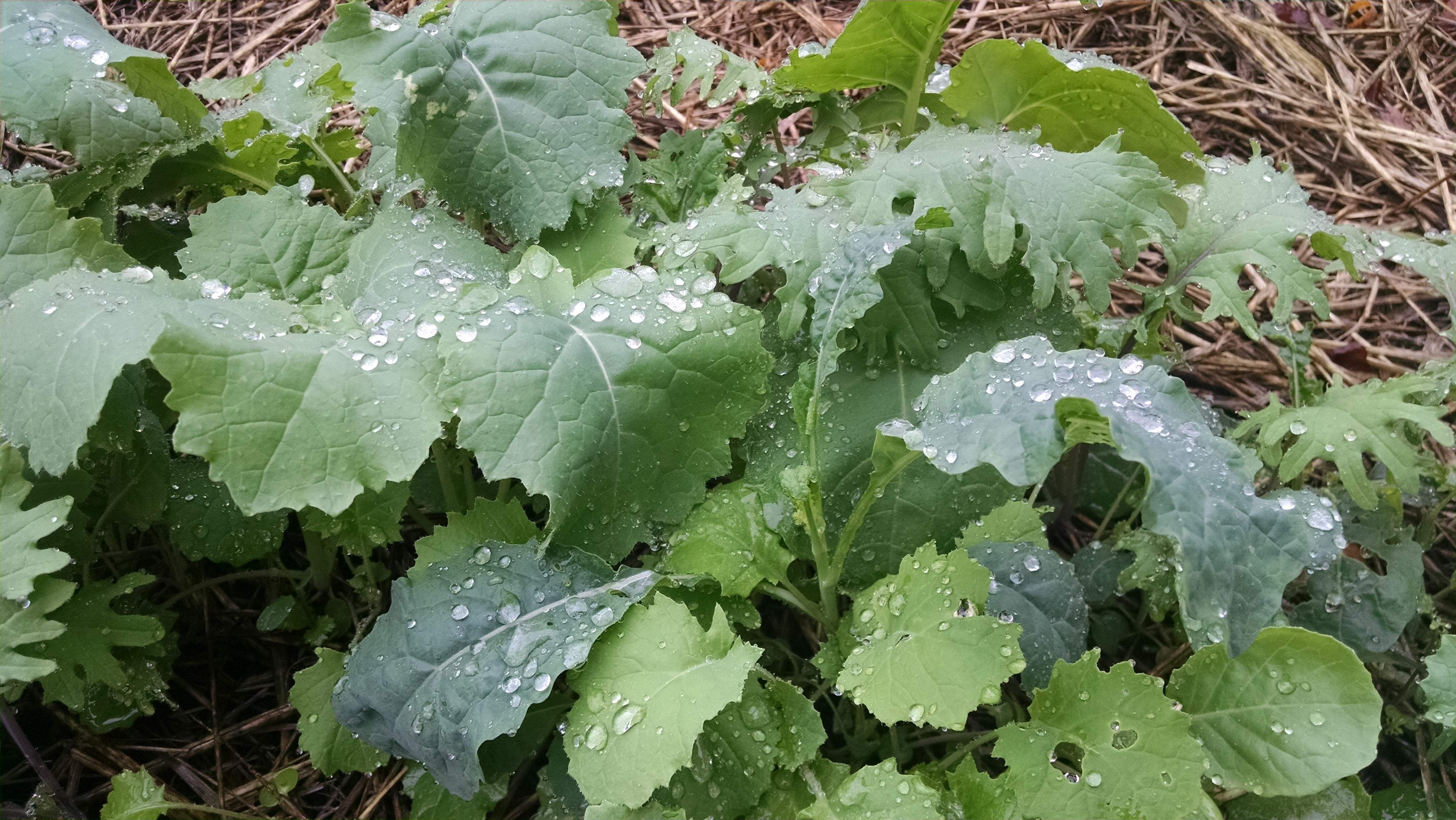 Fall Crops Rock!