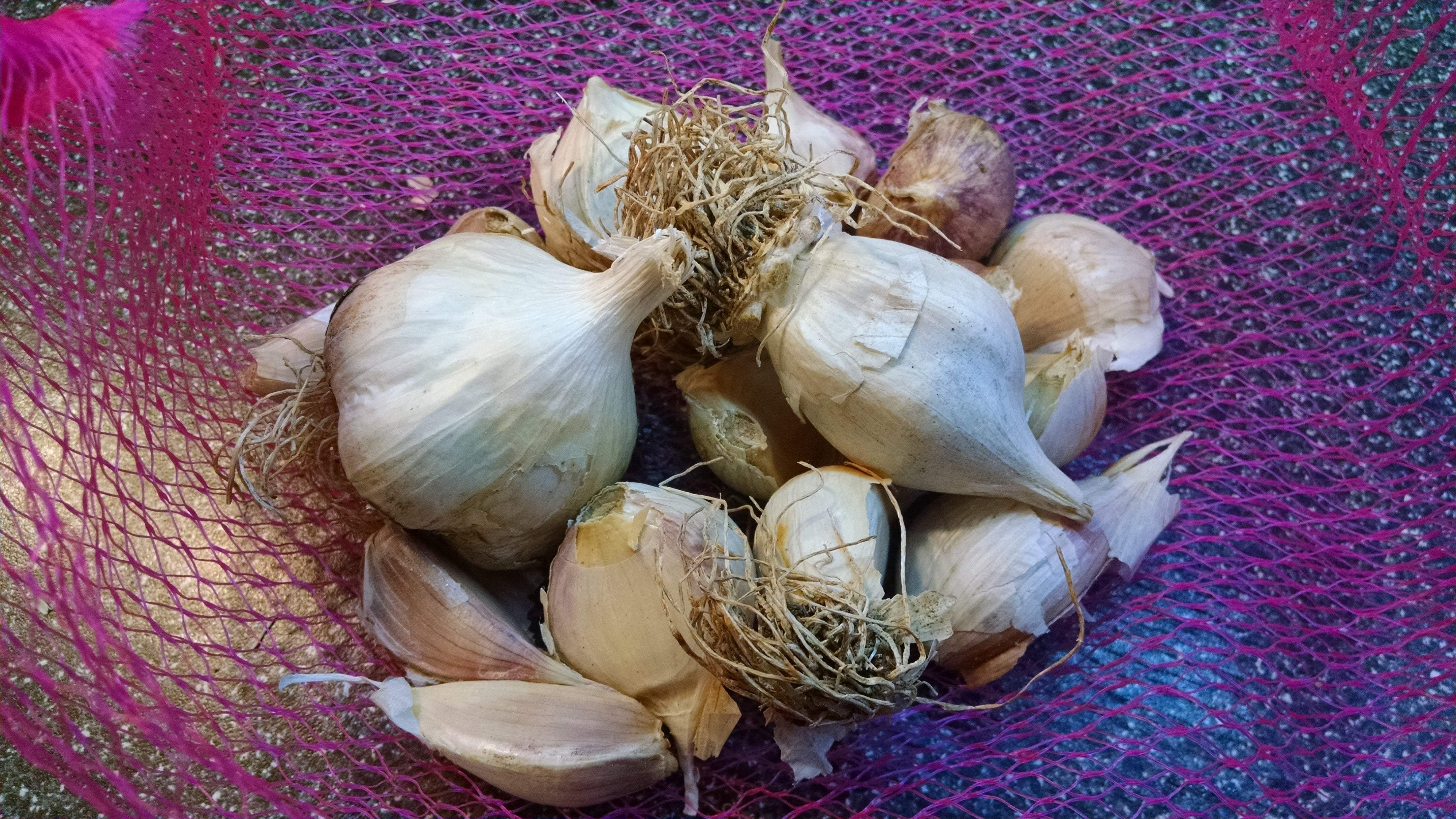 Store Your Garlic and Use it Too!