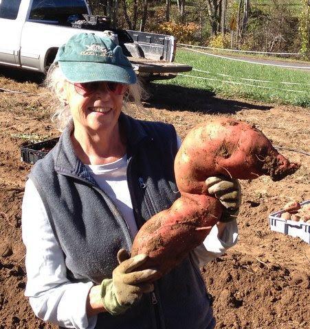 5 Tips for Growing Big Sweet Potatoes