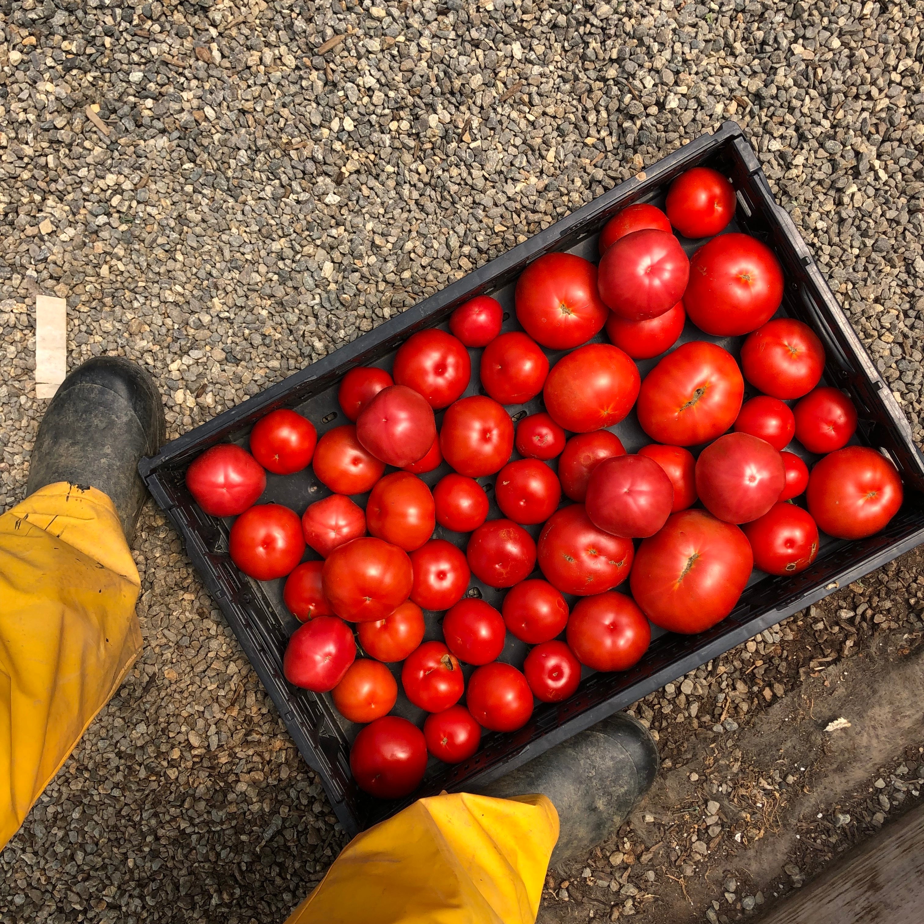 When Can I Eat My Veggies? Harvesting How-To