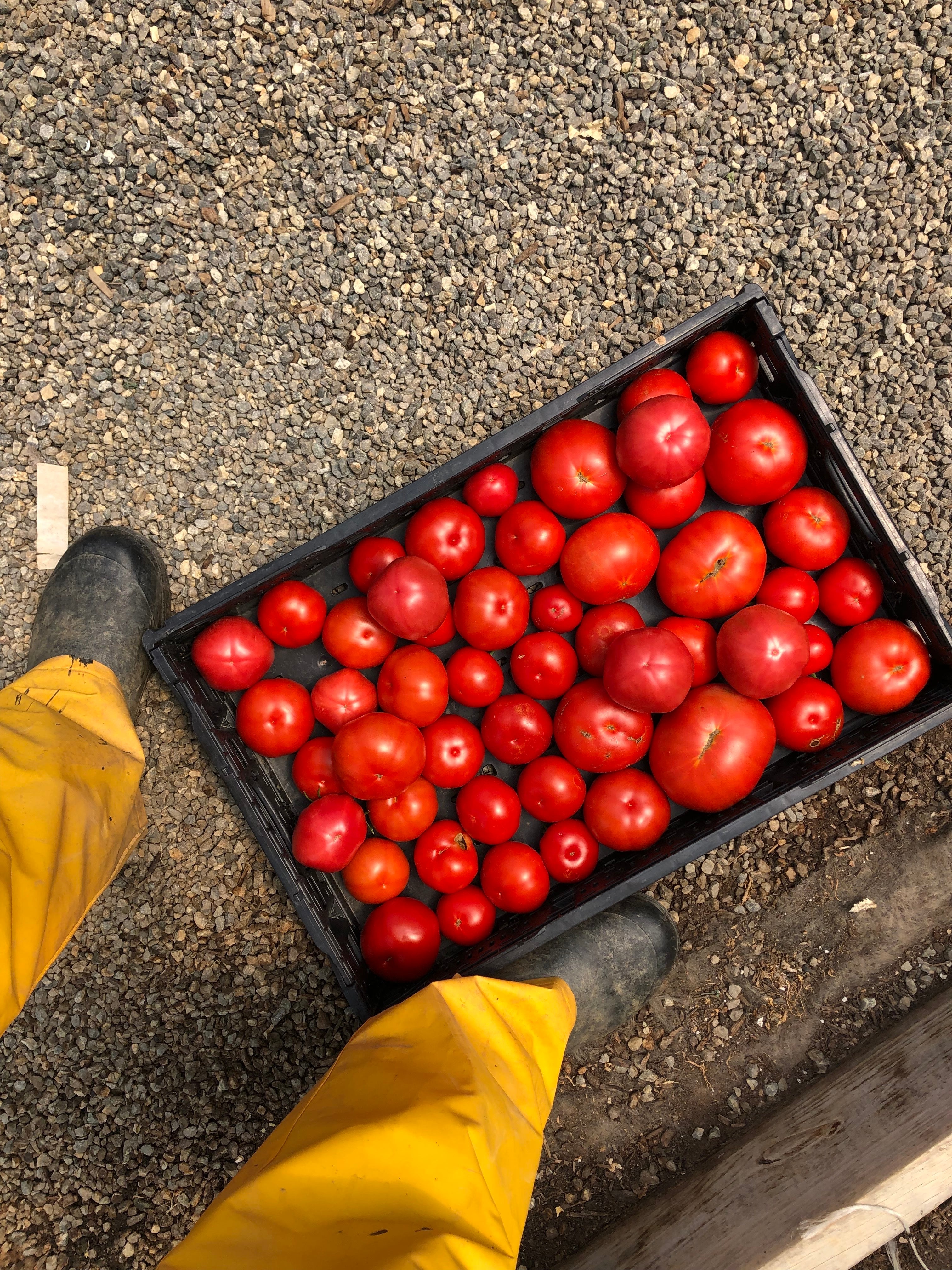 When Can I Eat My Veggies? Harvesting How-To
