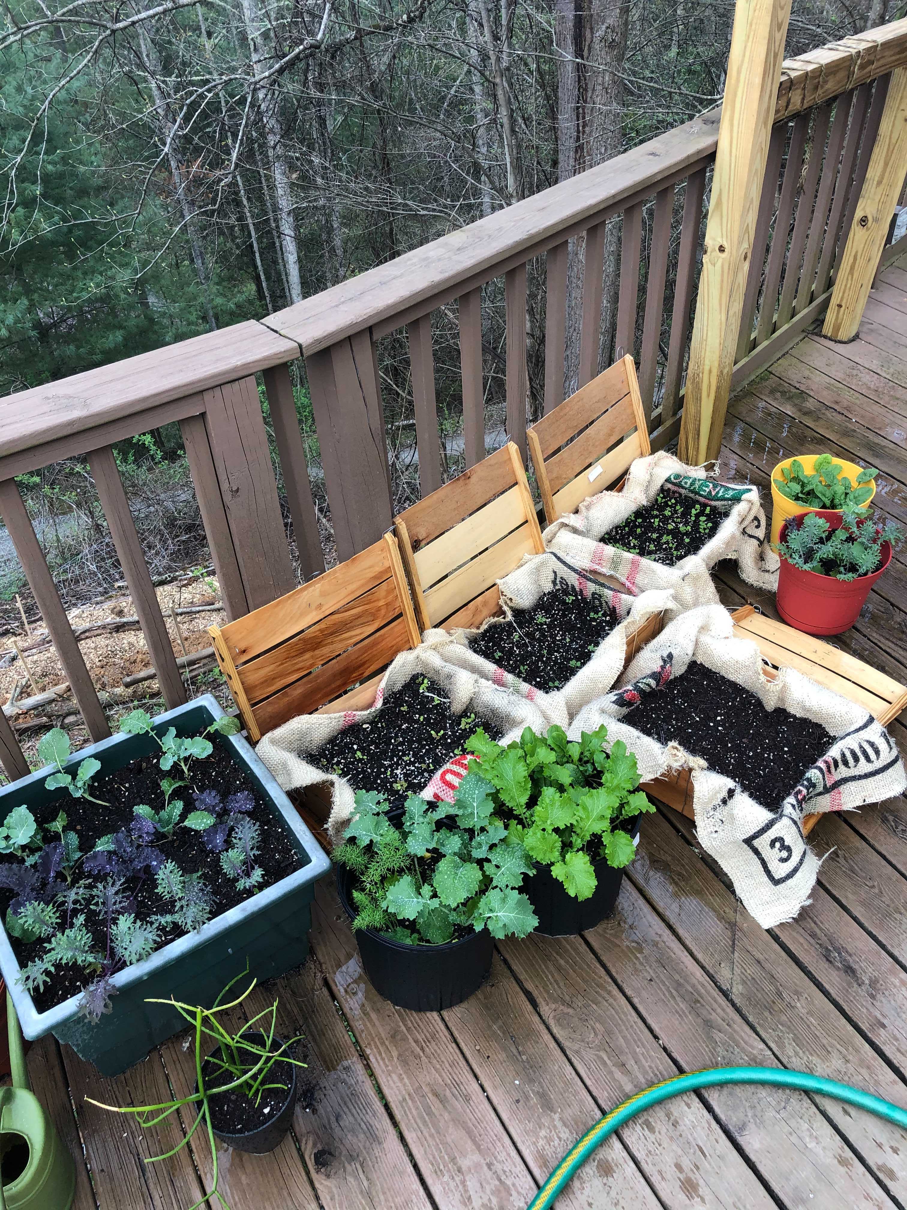 Container Gardening 101: Organic Gardening for Apartments