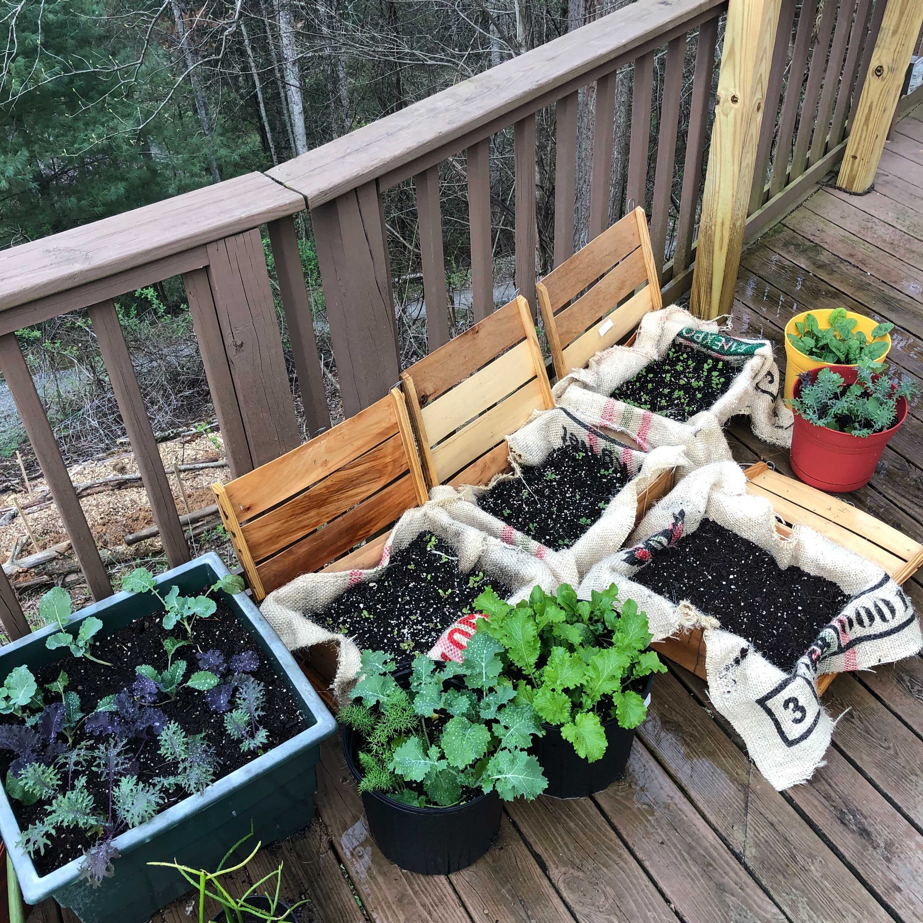 Apartment Gardening: Step-by-Step Guide for Beginners