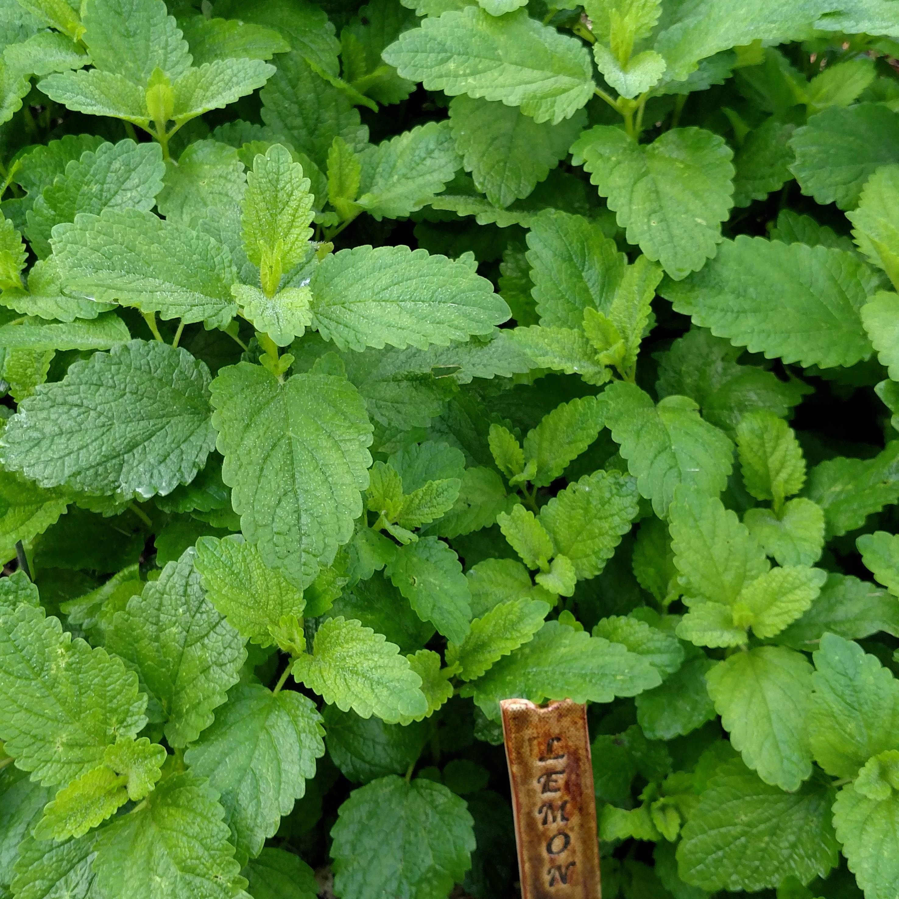 Herbal tea herbs from Sow True Seed Asheville NC. 