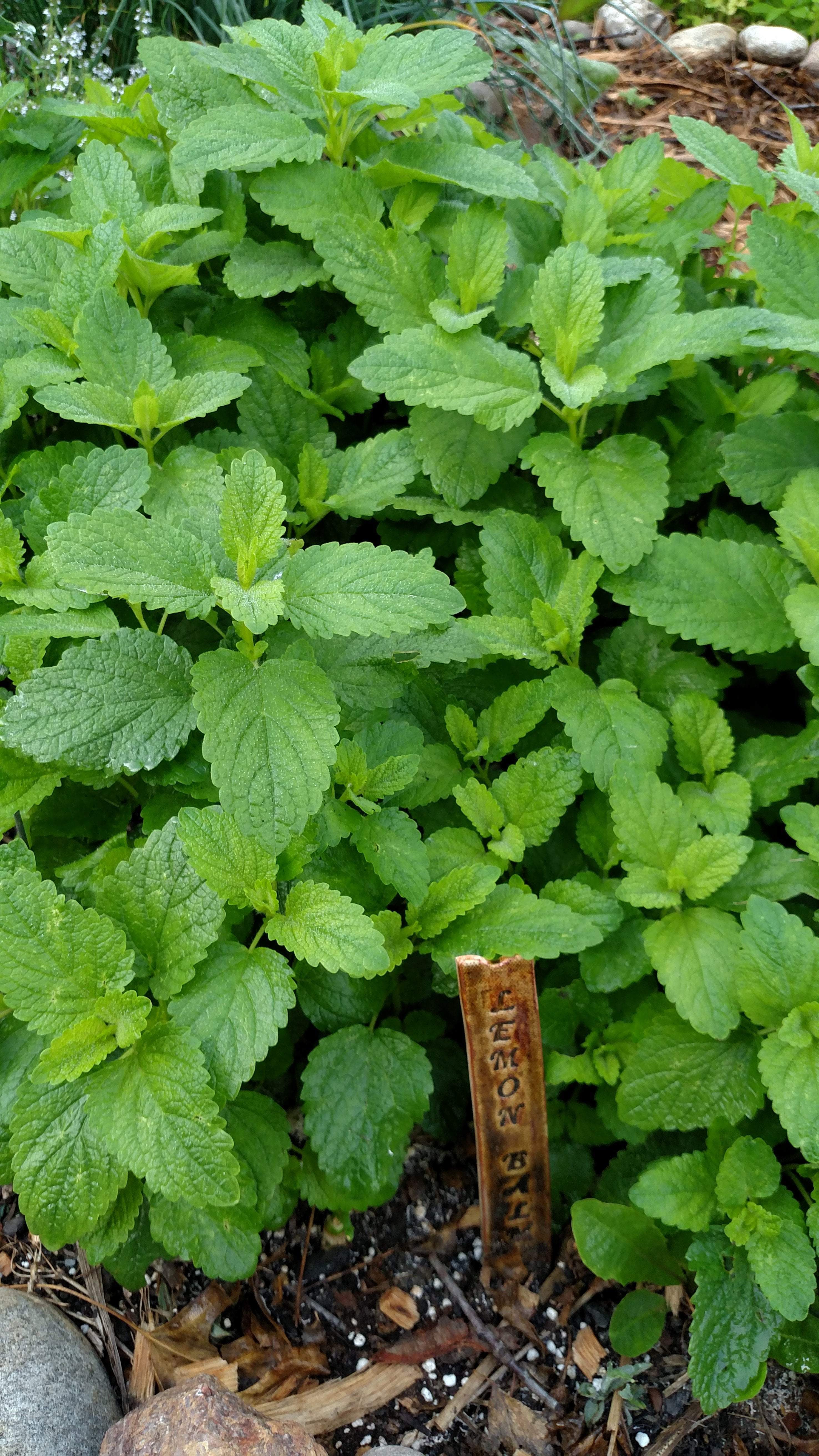 Herbal tea herbs from Sow True Seed Asheville NC. 