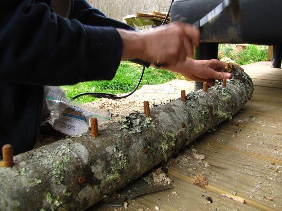 Make your own mushroom logs with Sow True Seed mushroom starter kit. 