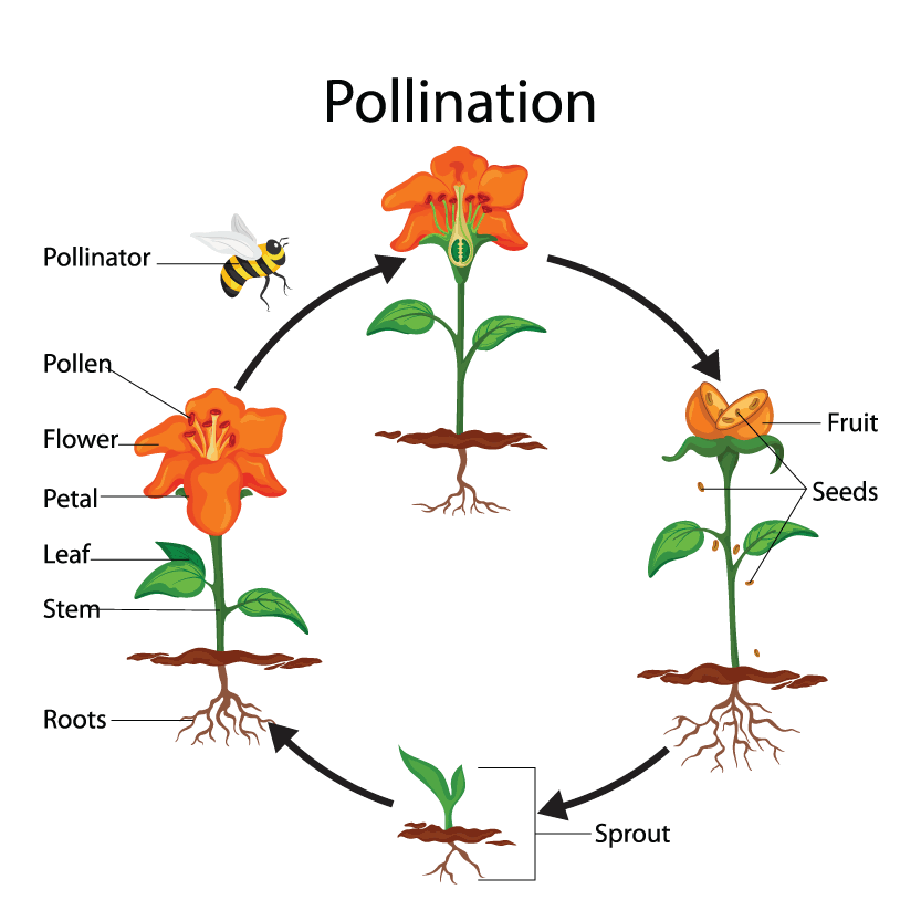 Seed Saver's Glossary