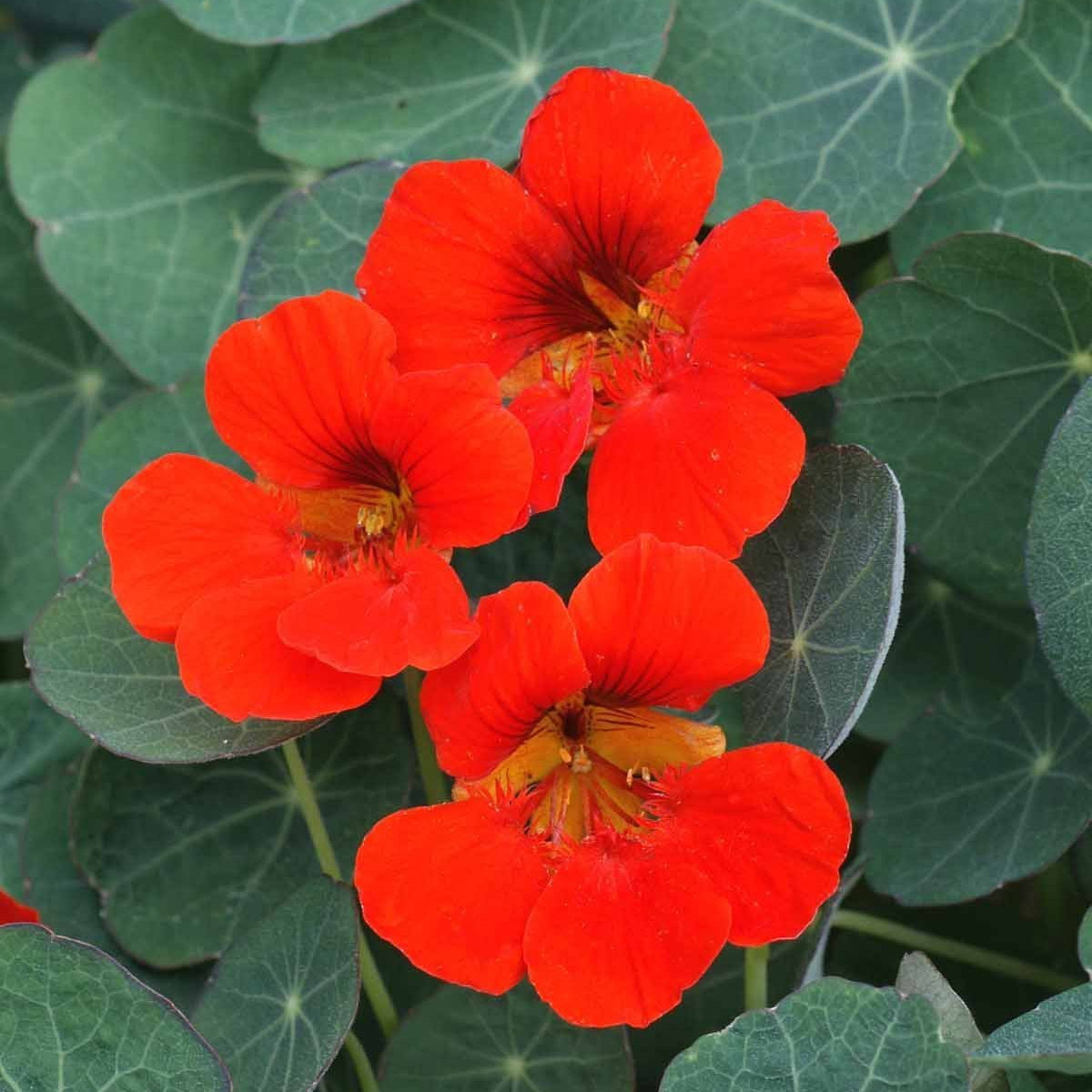 Edible flower varieties available from Sow True Seed, open pollinated, heirloom, and USDA organic.  