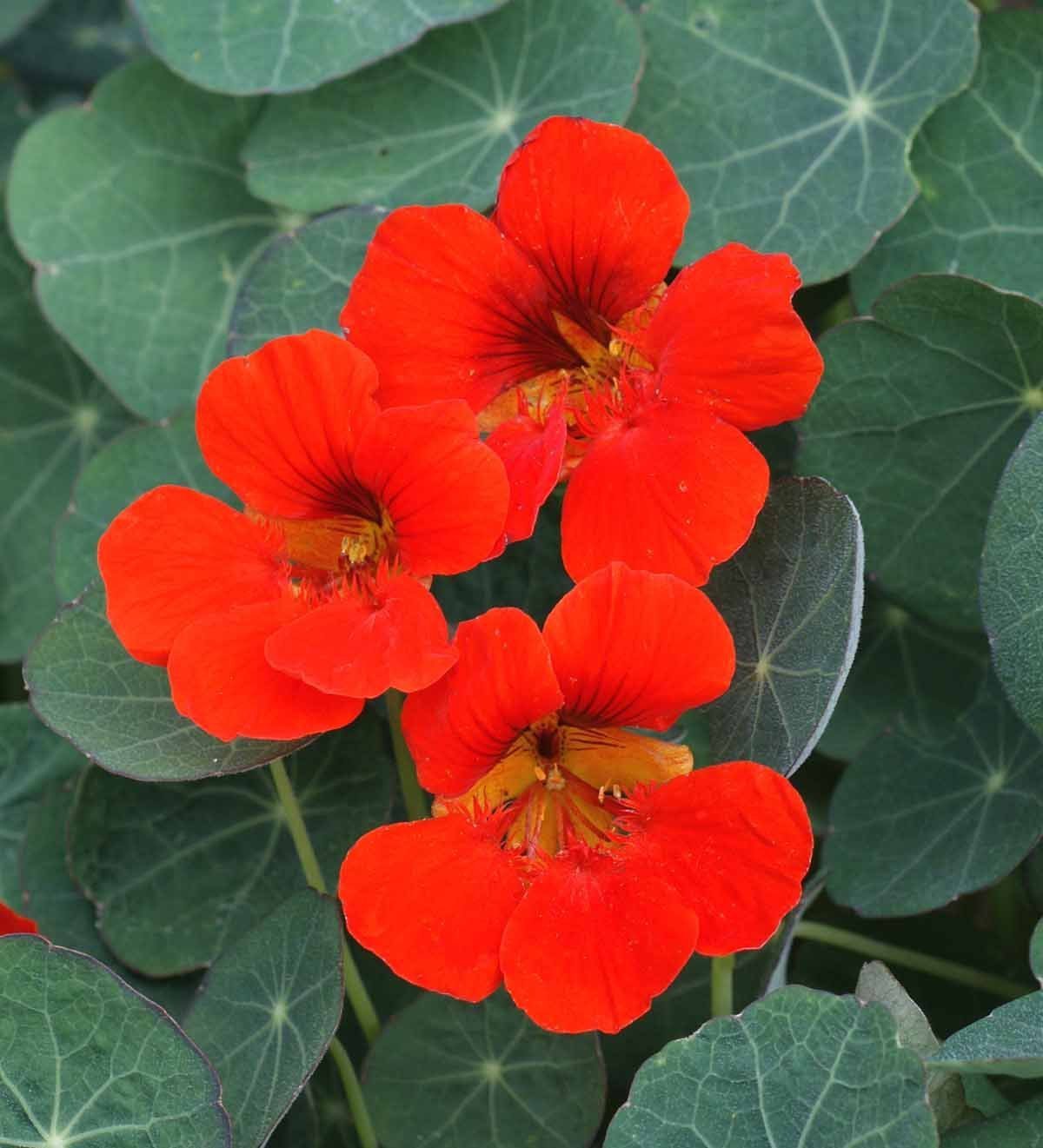 Edible flower varieties available from Sow True Seed, open pollinated, heirloom, and USDA organic.  