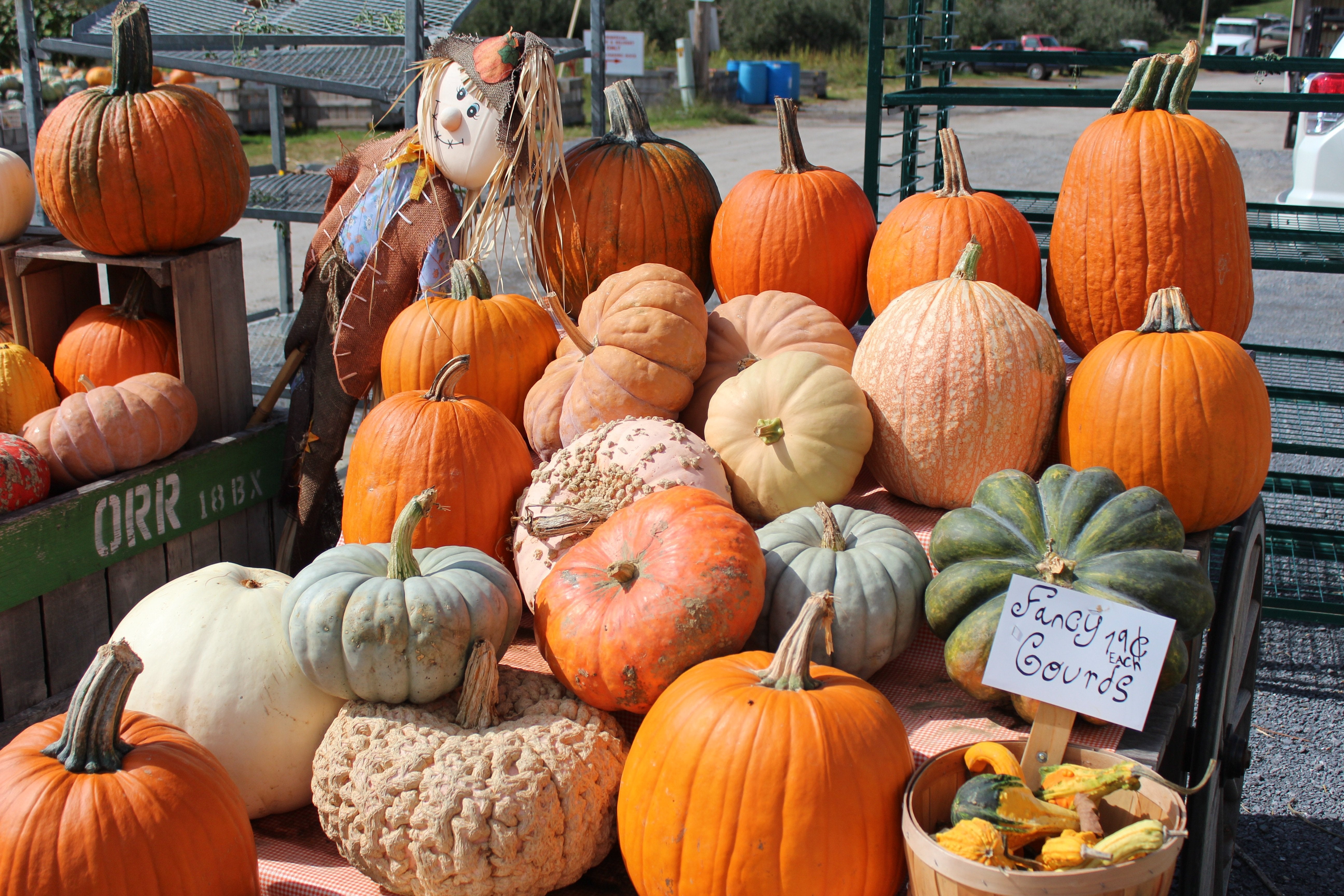 In the fall make sure you are harvesting early and often with fruits and veggies.