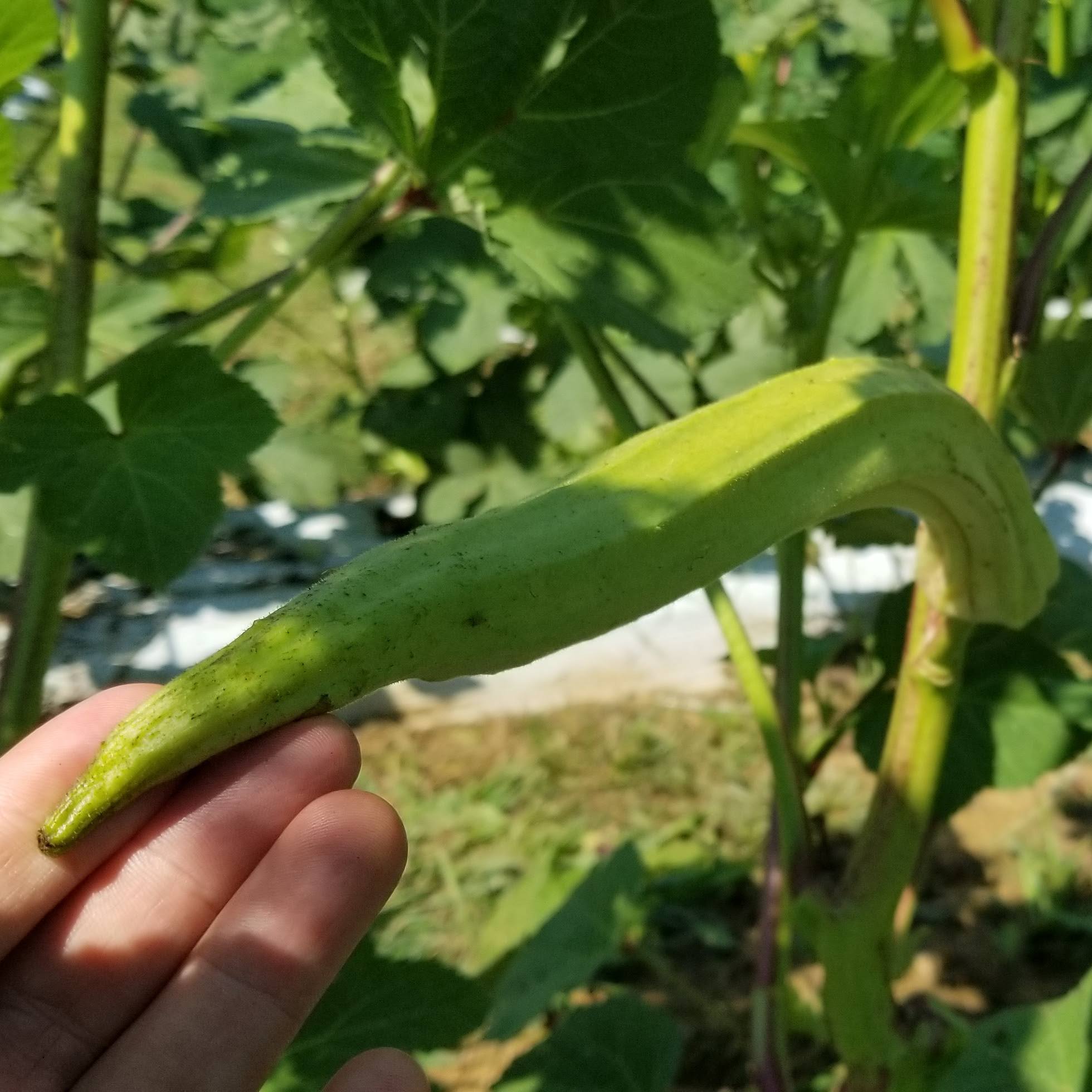 Recipes from the Harvest: Okra Seed Granola