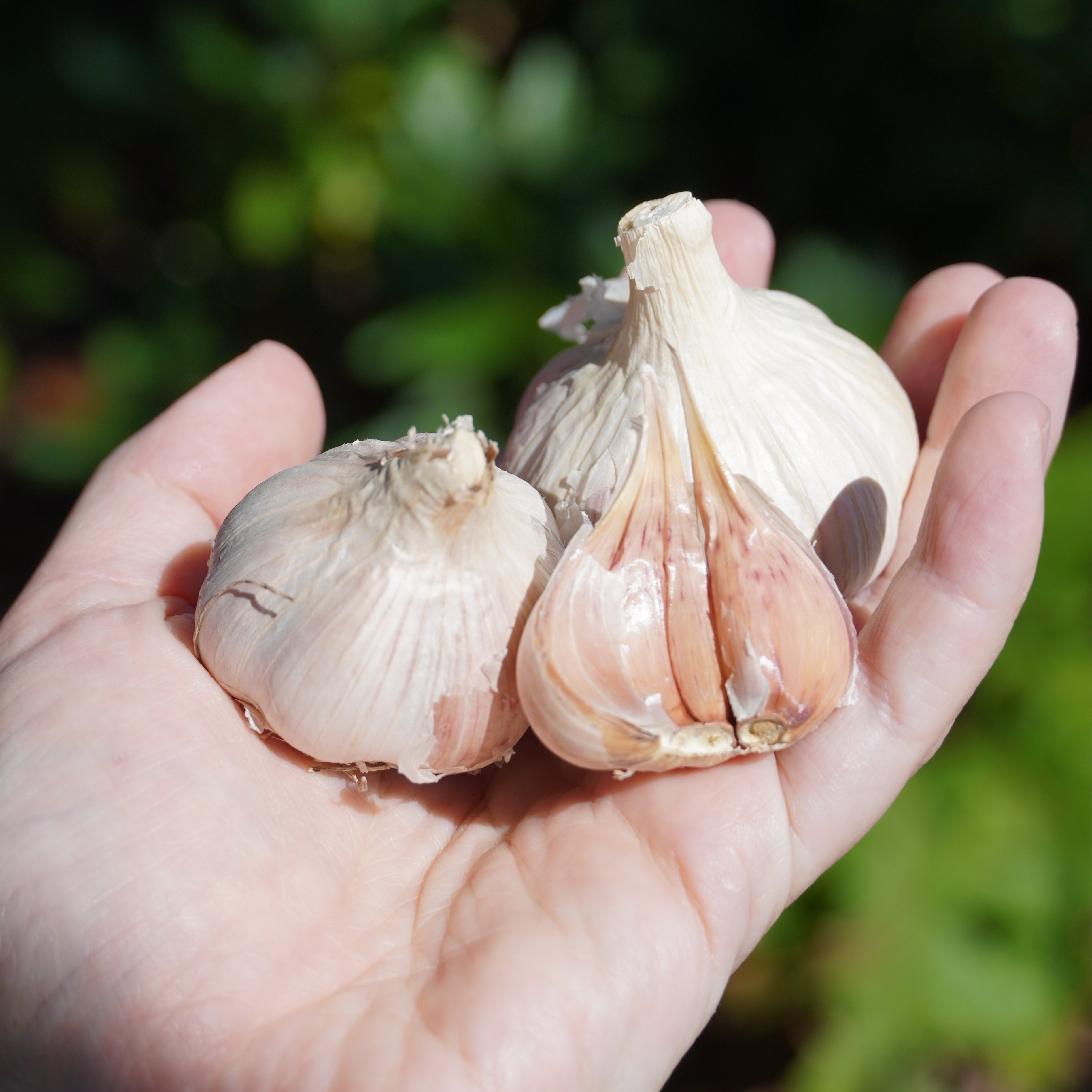 Fall Planting Guides: How to Grow Your Favorite Fall Bulbs