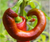 A Seed Story: Jimmy Nardello Peppers