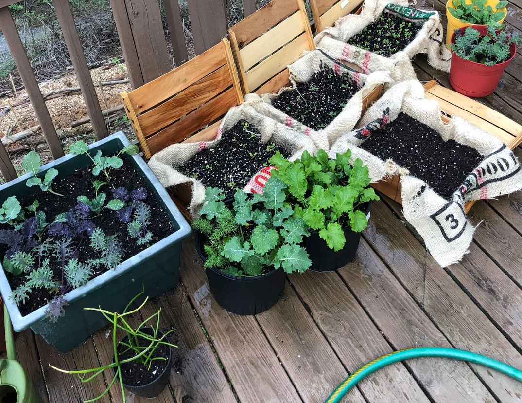 Apartment Gardening: Step-by-Step Guide for Beginners