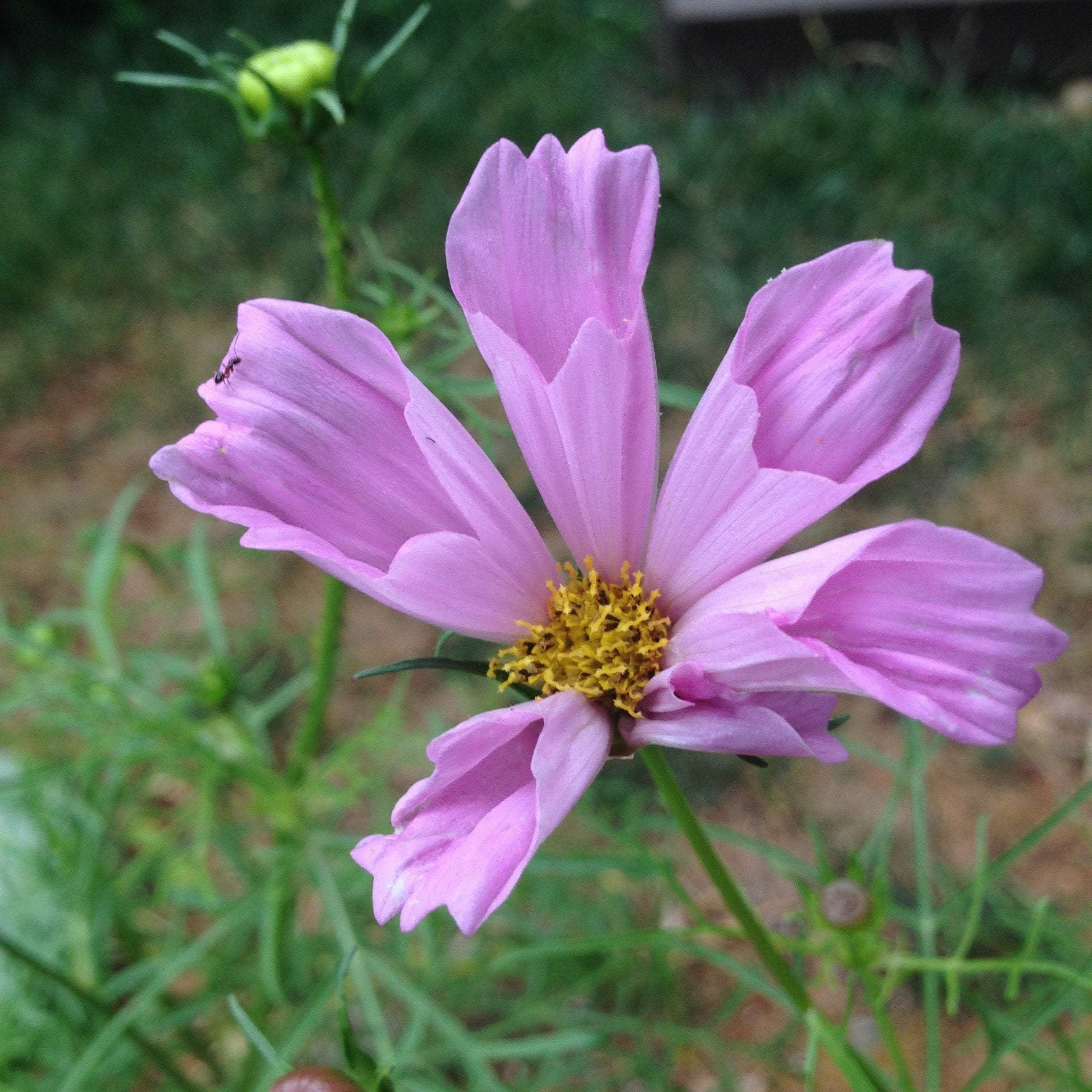 Best herbs, flowers, and vegetables to plant in the winter time! 