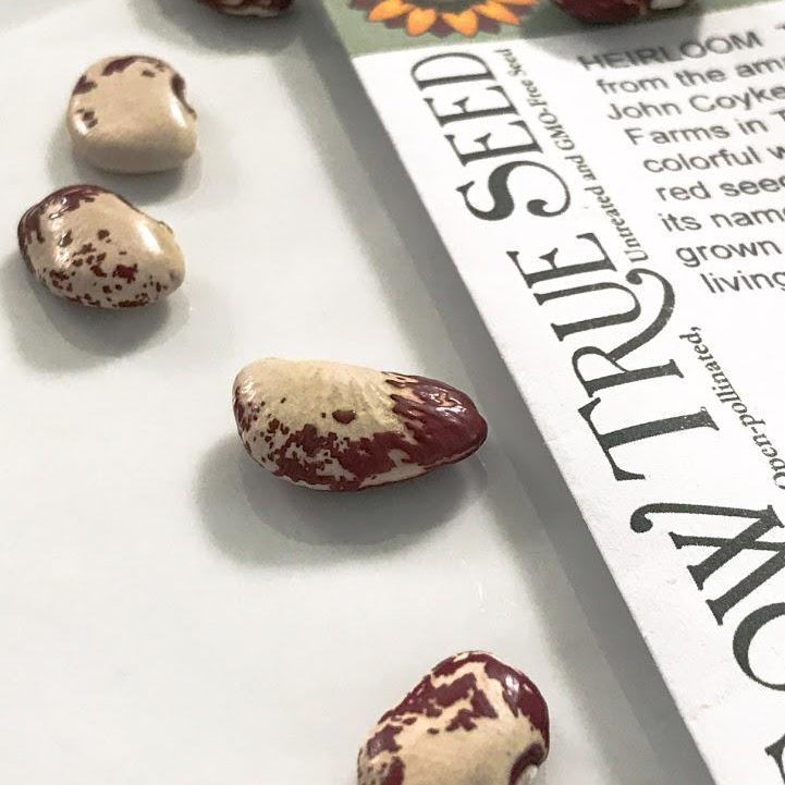 Confessions of a Rule Breaking Lima Bean Grower