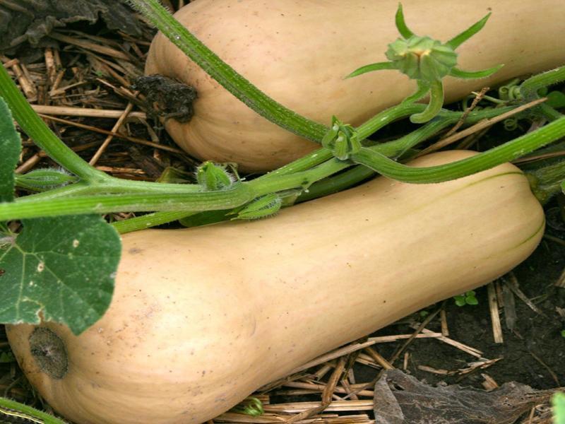 Pumpkin and winter squash non GMO, USDA organic, and open pollinated varieties from Sow True Seed Asheville NC. 