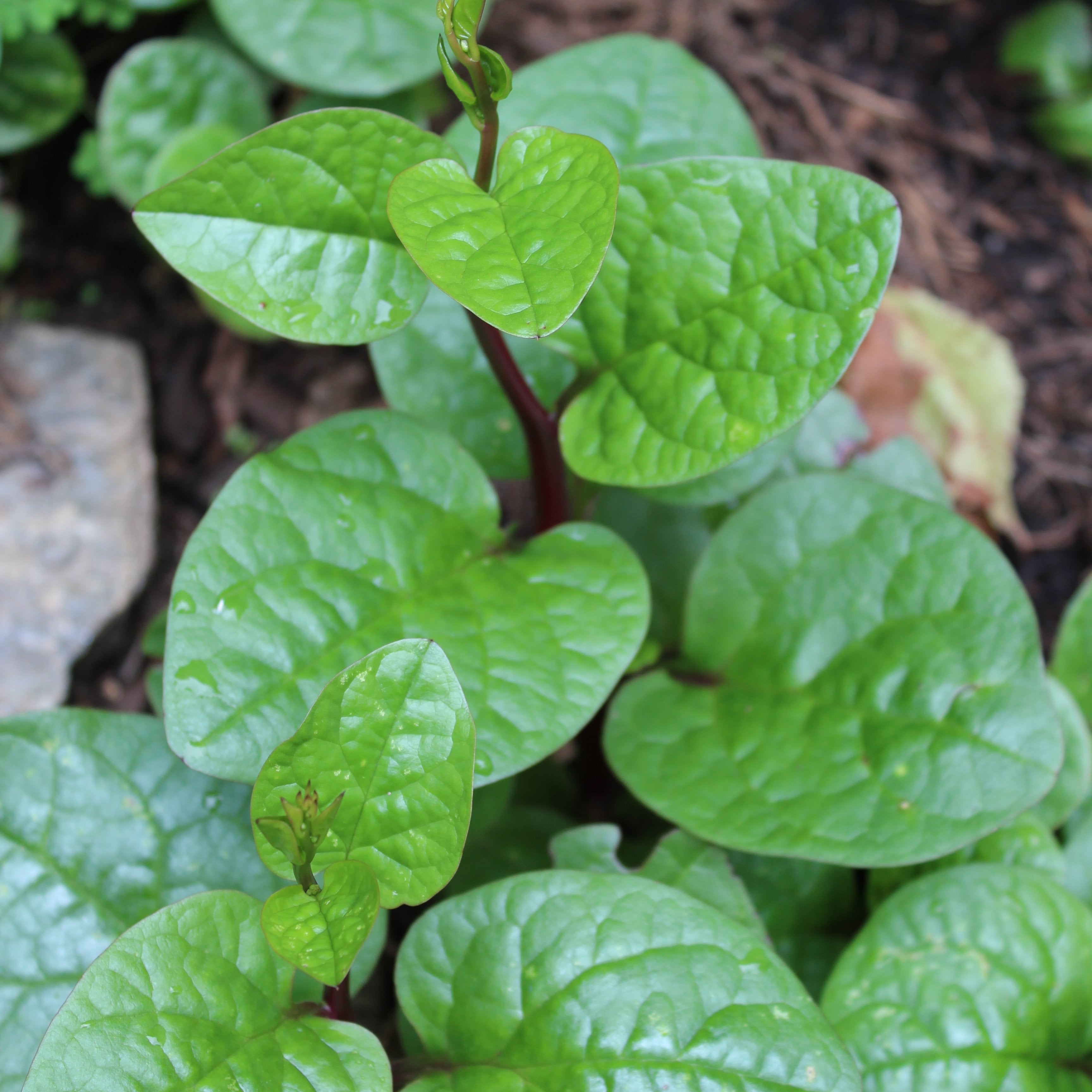 Beat the heat with heat tolerant non GMO, organic variety vegetables from Sow True Seed. 