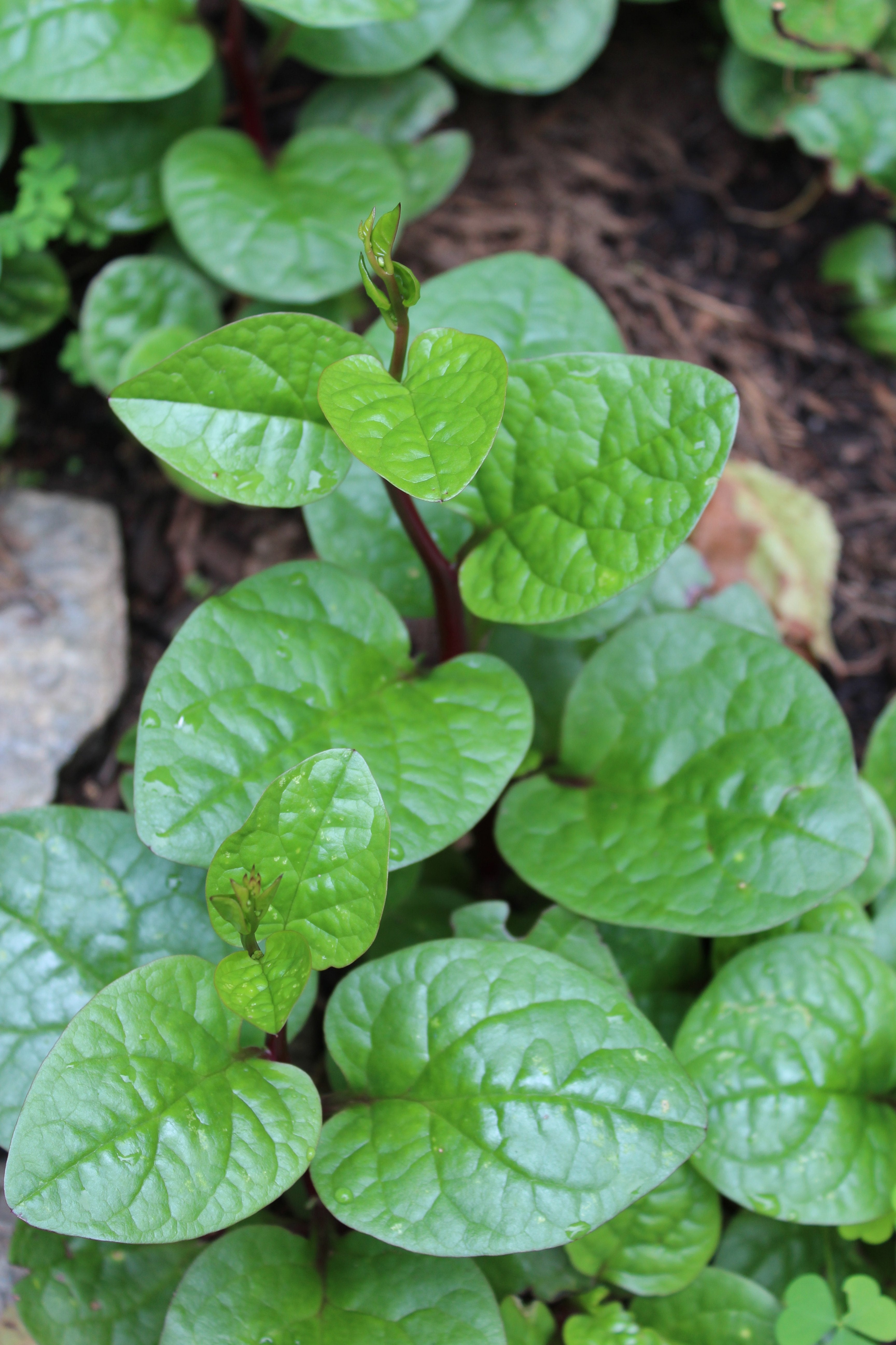 Beat the heat with heat tolerant non GMO, organic variety vegetables from Sow True Seed. 
