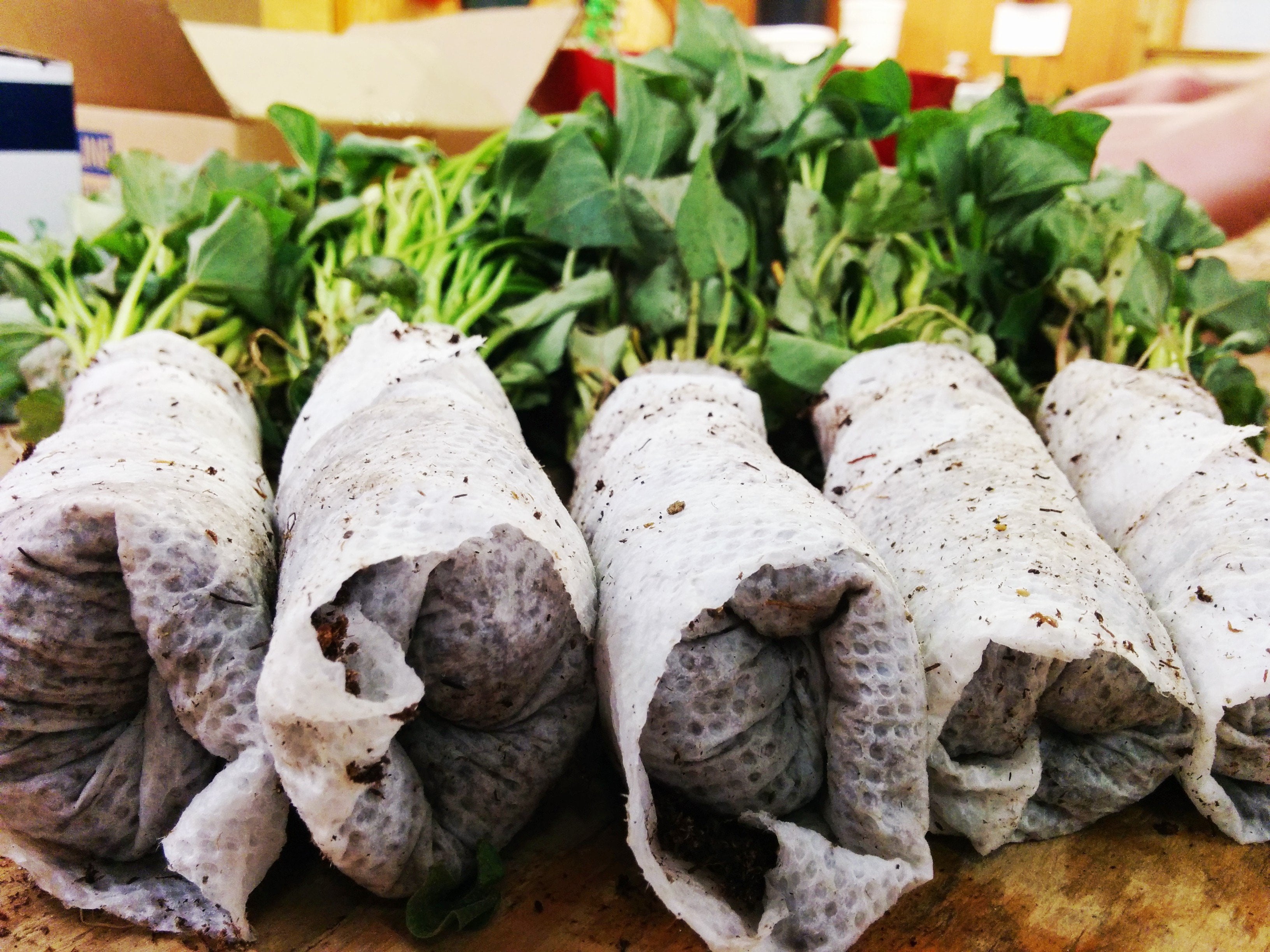 Everything You Need to Know about Sweet Potatoes