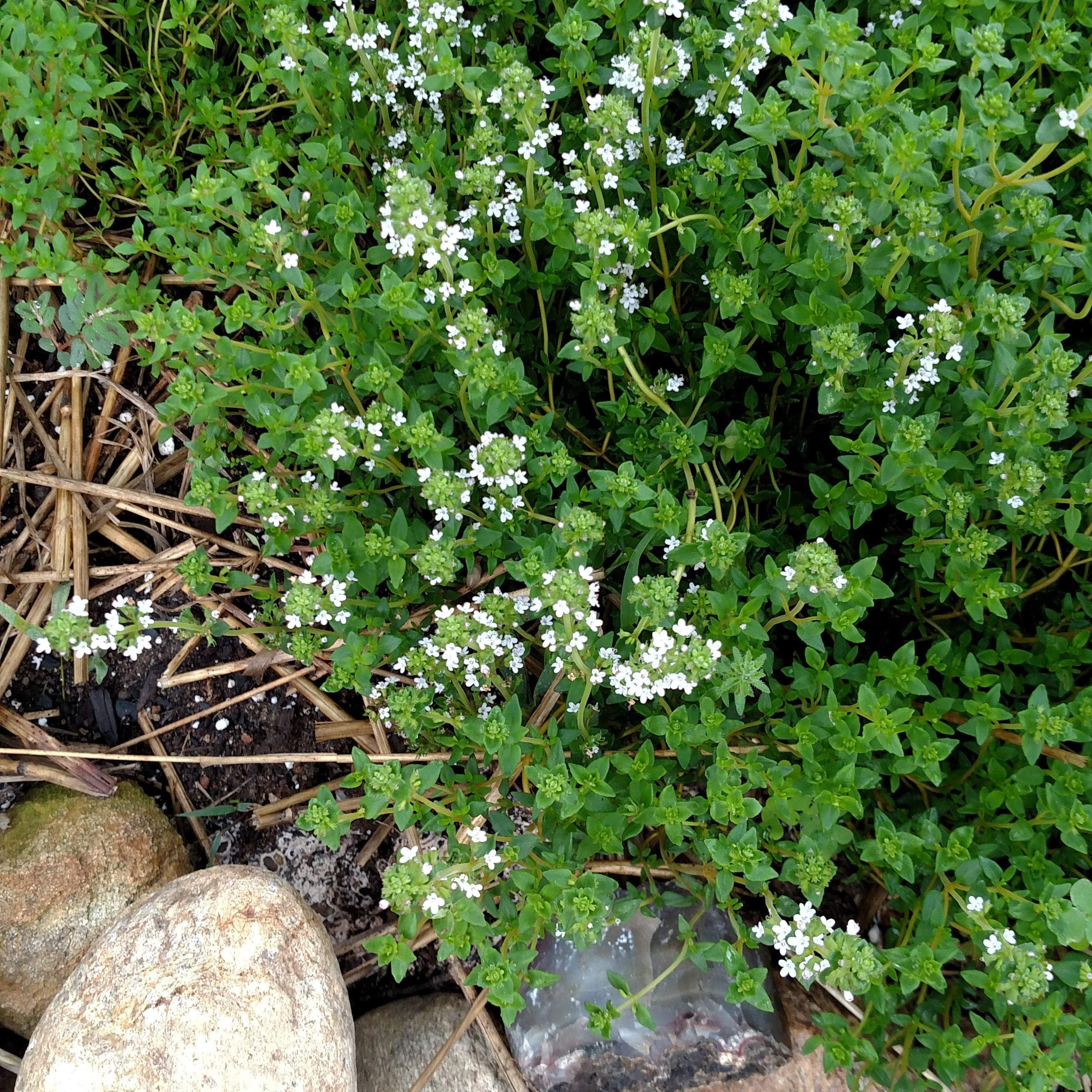 Herbs are a great addition to the garden Sow True Seed offers a wide variety of USDA organic, open pollinated, and non GMO herbs! 