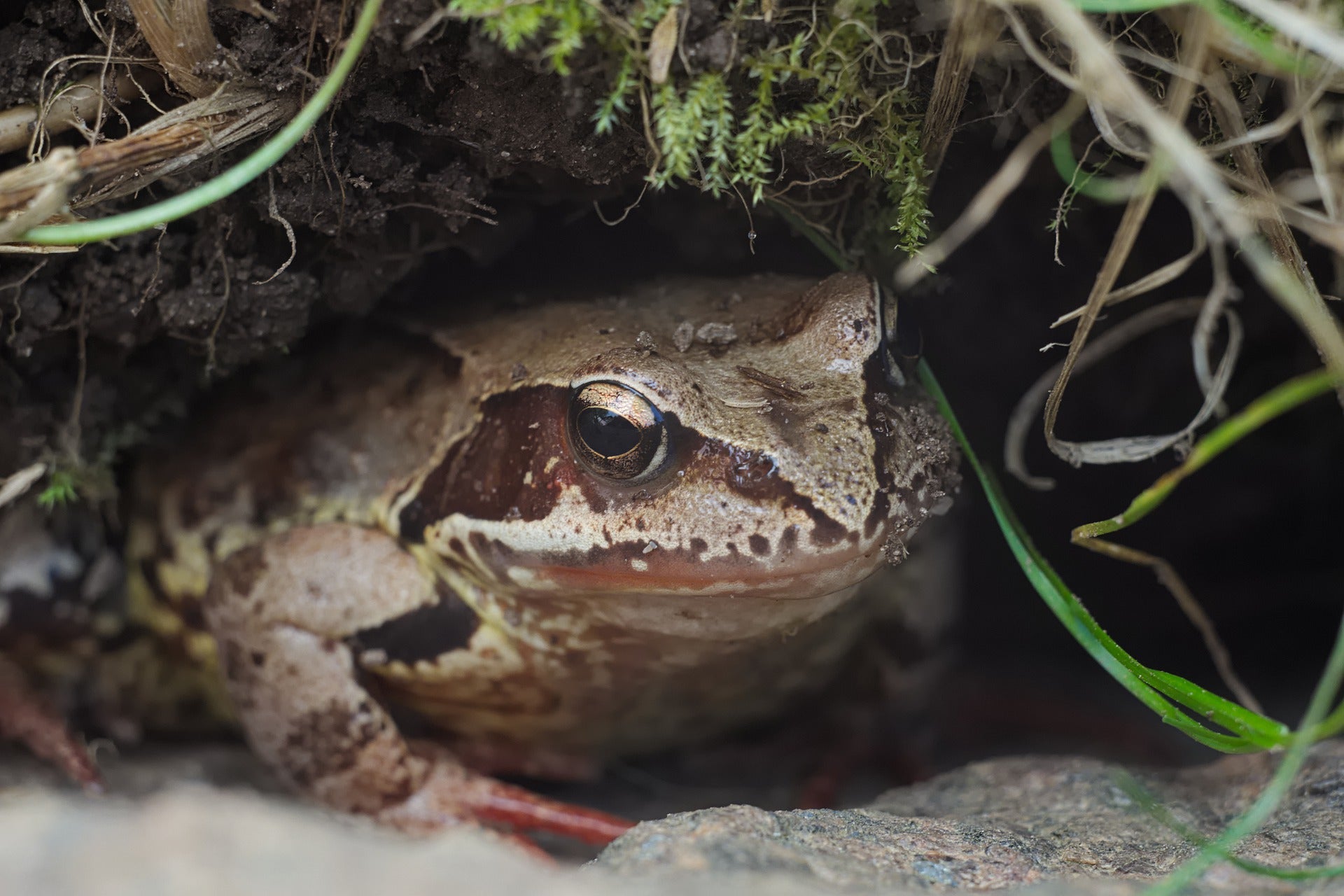 Attract Frogs & Toads to Your Garden for Natural Pest Control