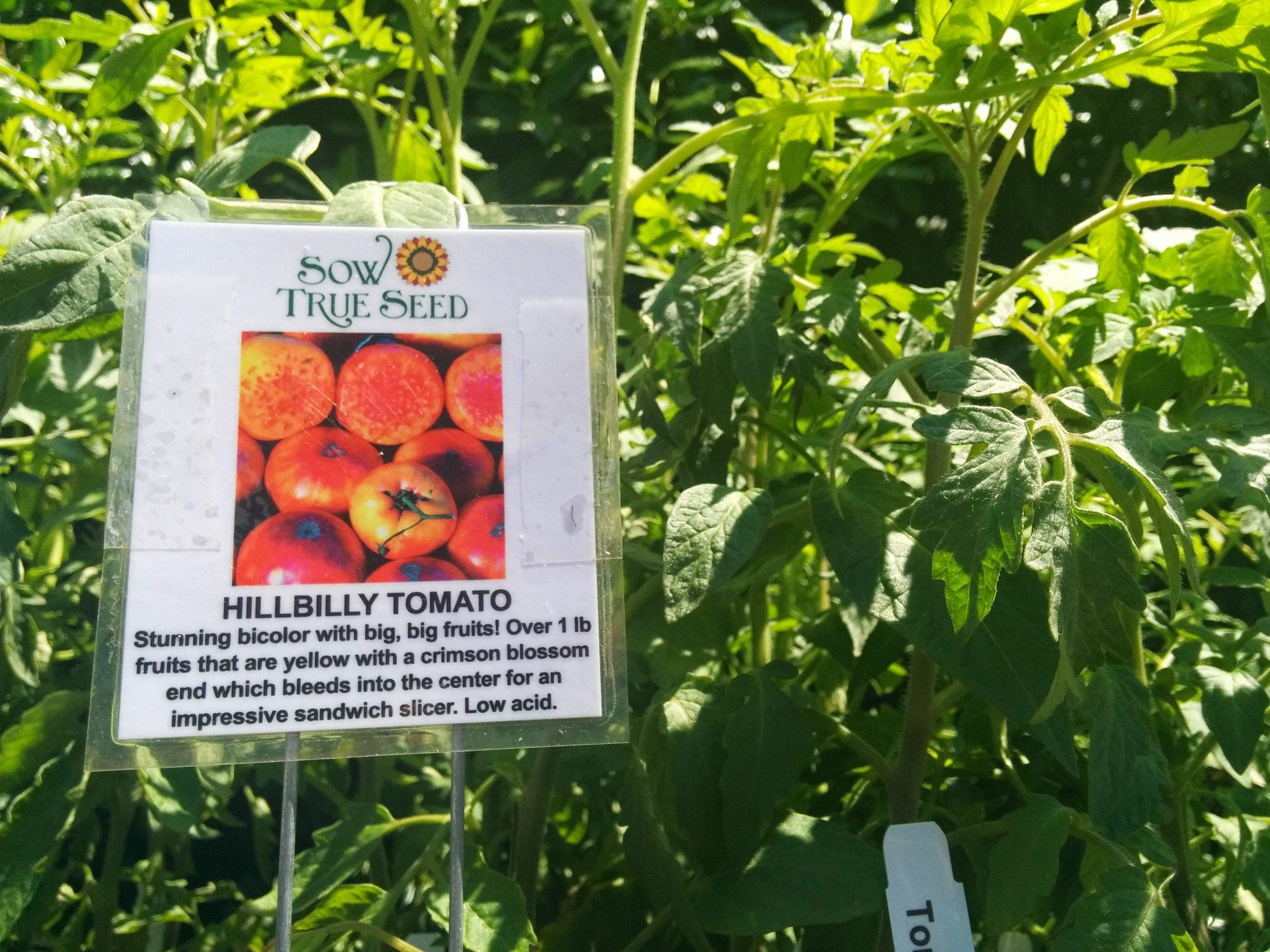 Top five tips for successful tomato transplants from Sow True Seed. 