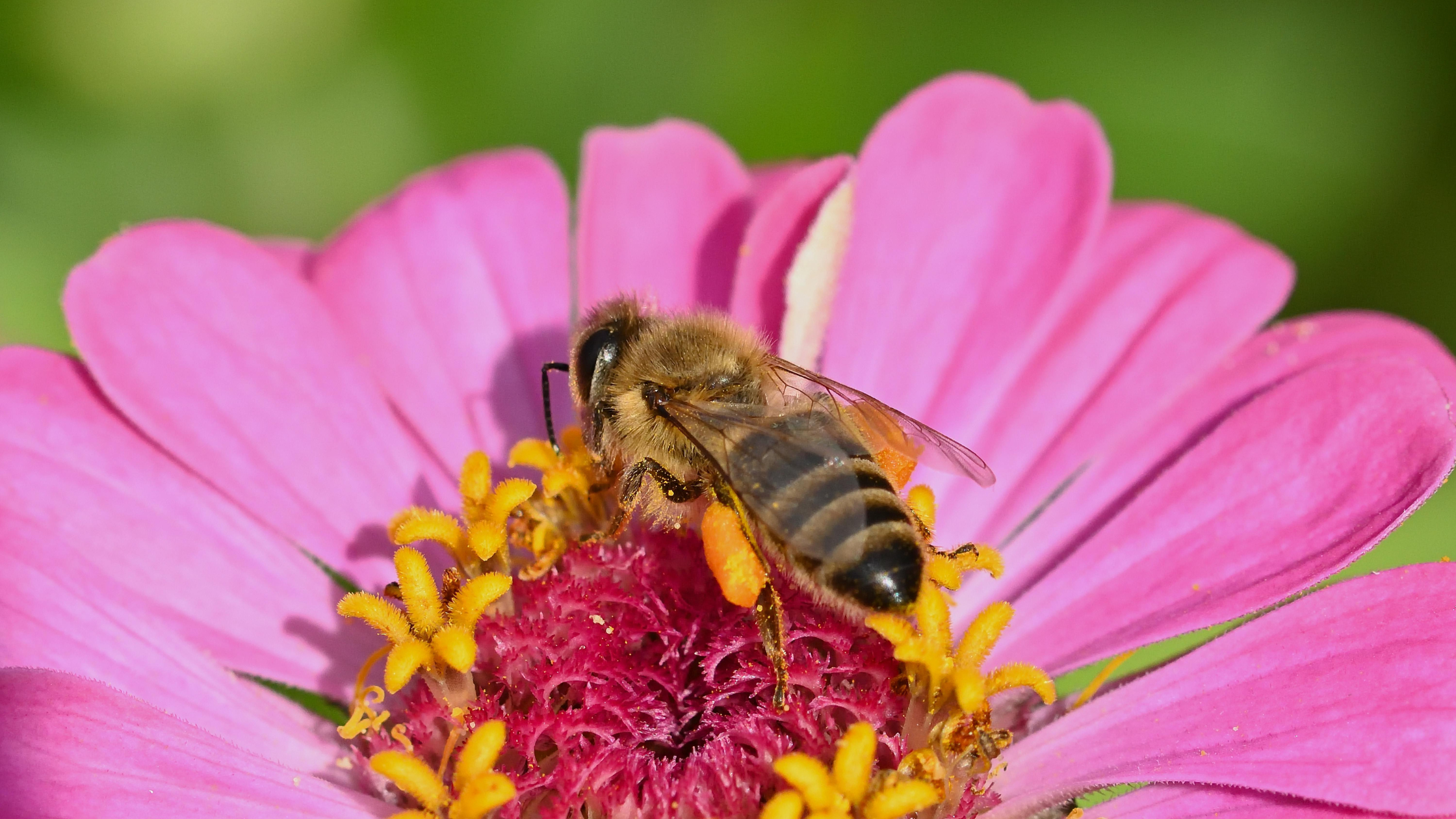 Everything a Gardener Needs to Know About Open-Pollinated Seeds