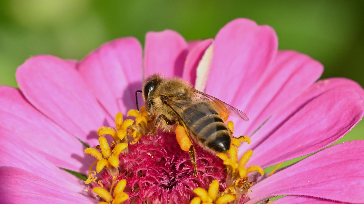 Everything a Gardener Needs to Know About Open-Pollinated Seeds – Sow ...