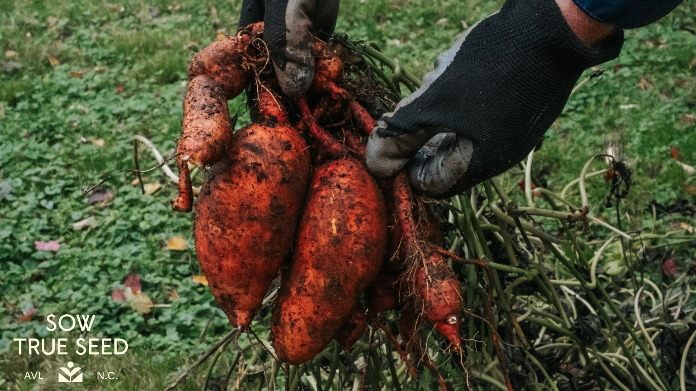 How to Grow Big Sweet Potatoes: Soil, Spacing, and Yield Tips