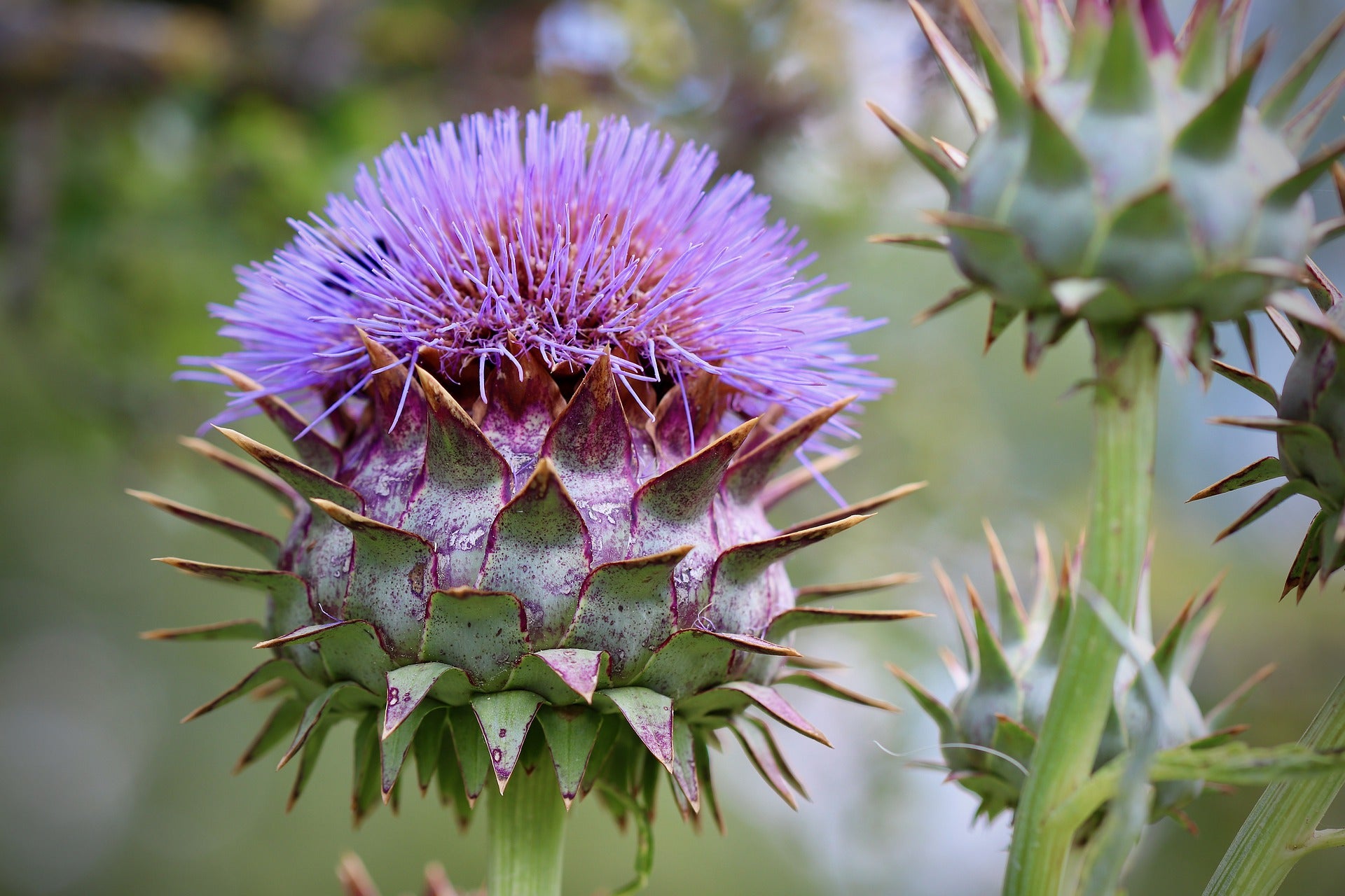 Cardoon Flower