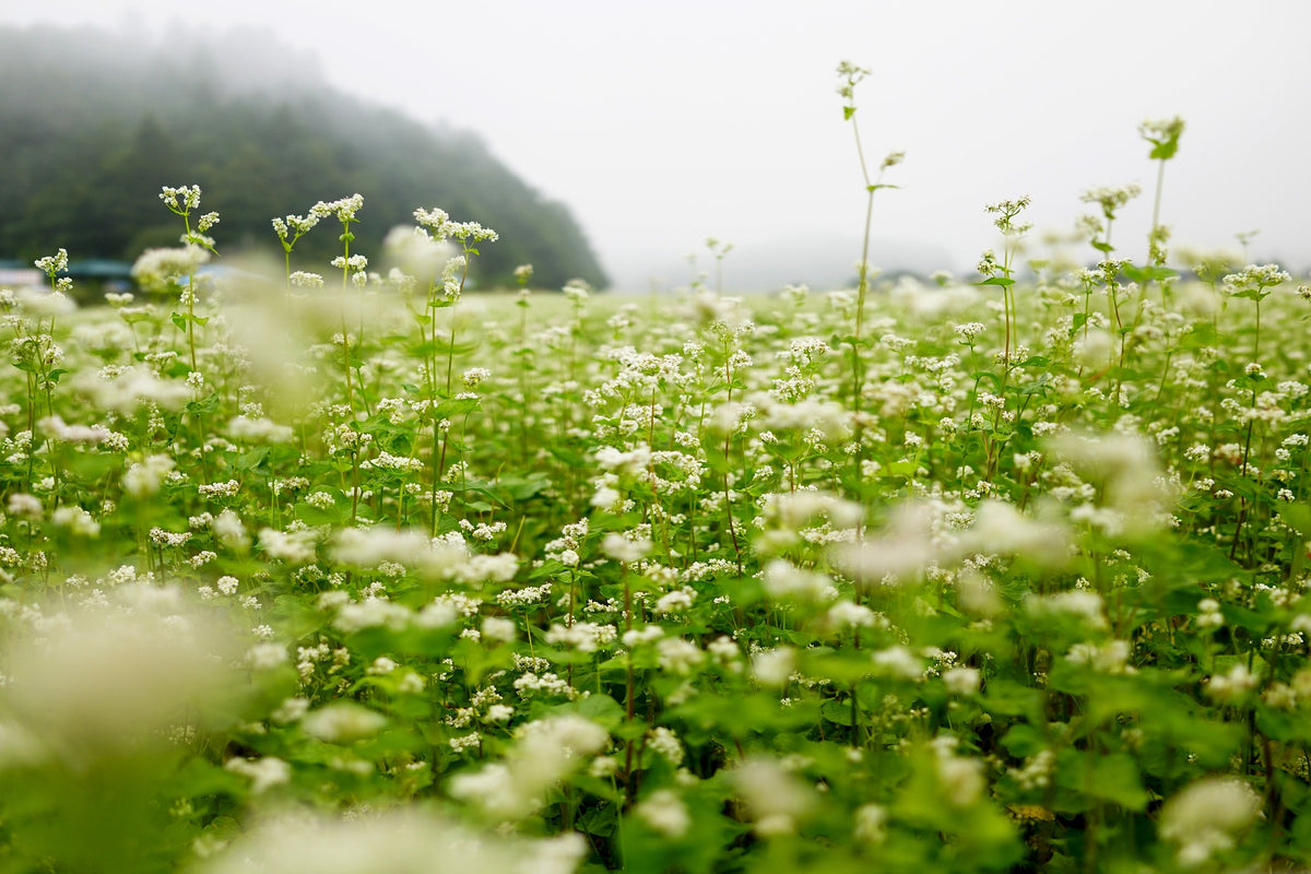 The Mysterious World of Cover Crops | Sow True Seed