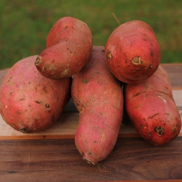 How to Grow Sweet Potatoes