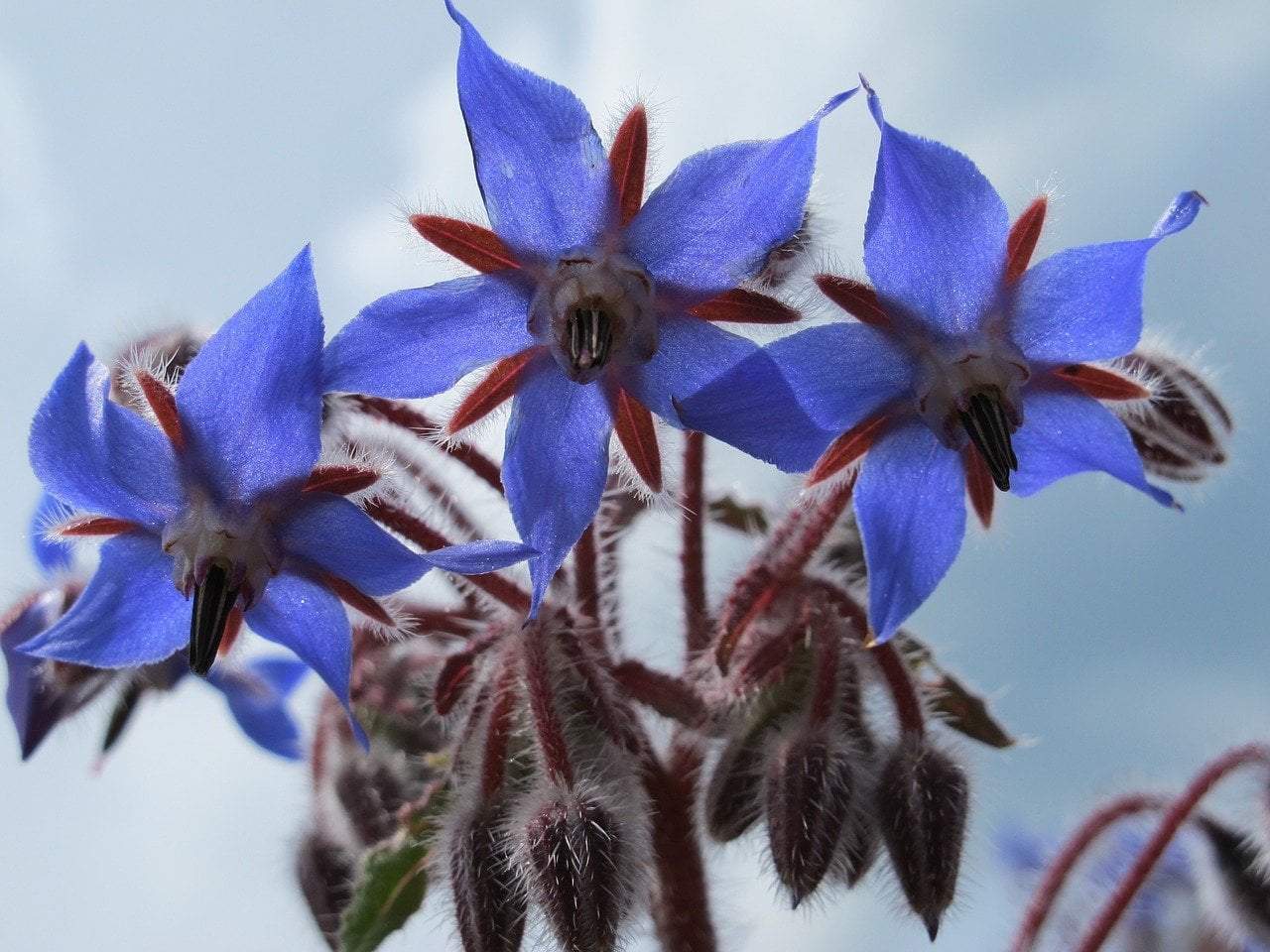  Borage is listed as an herb, and apparently the flowers are edible in salads and also make a nice tea.