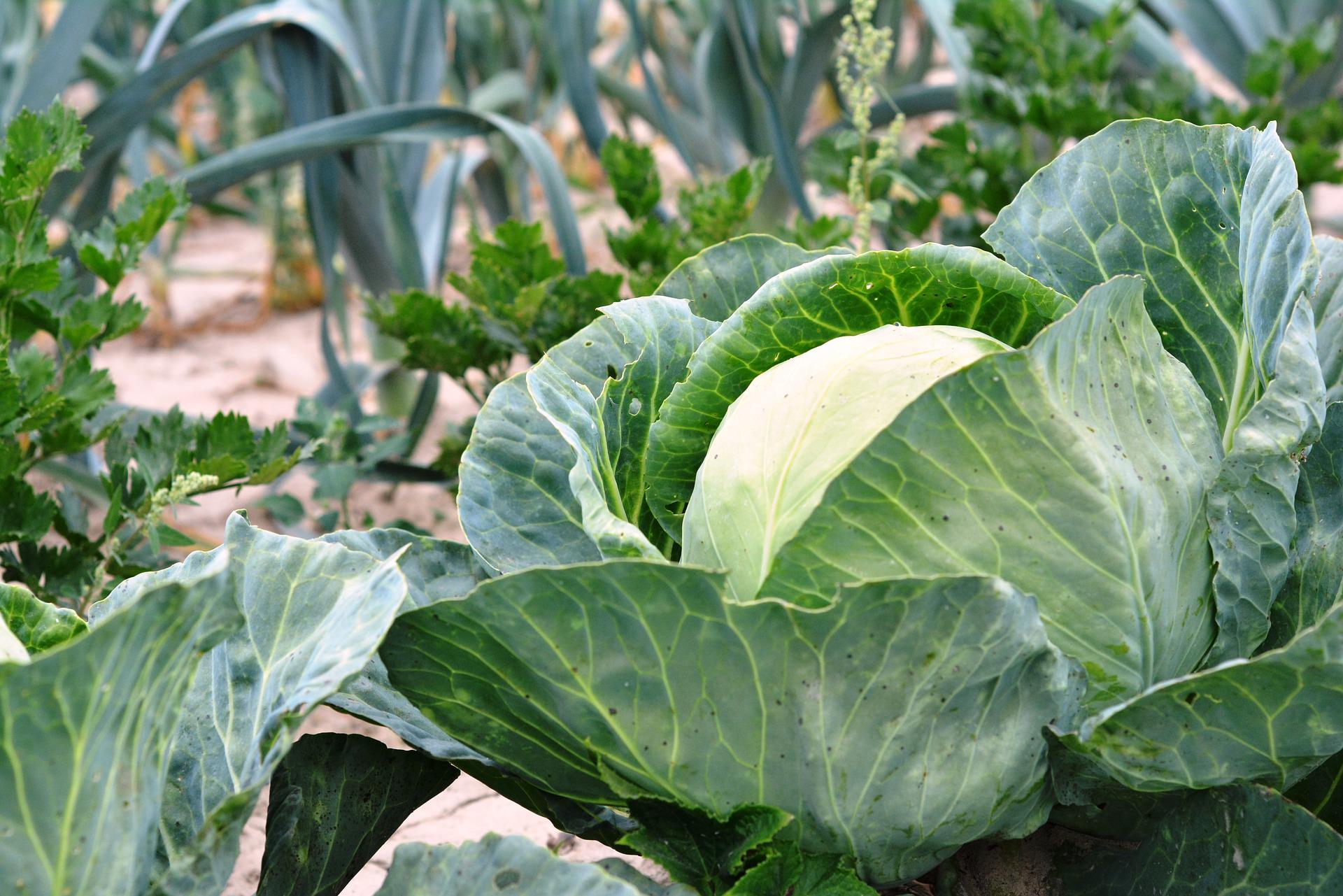 Cabbage growing in garden