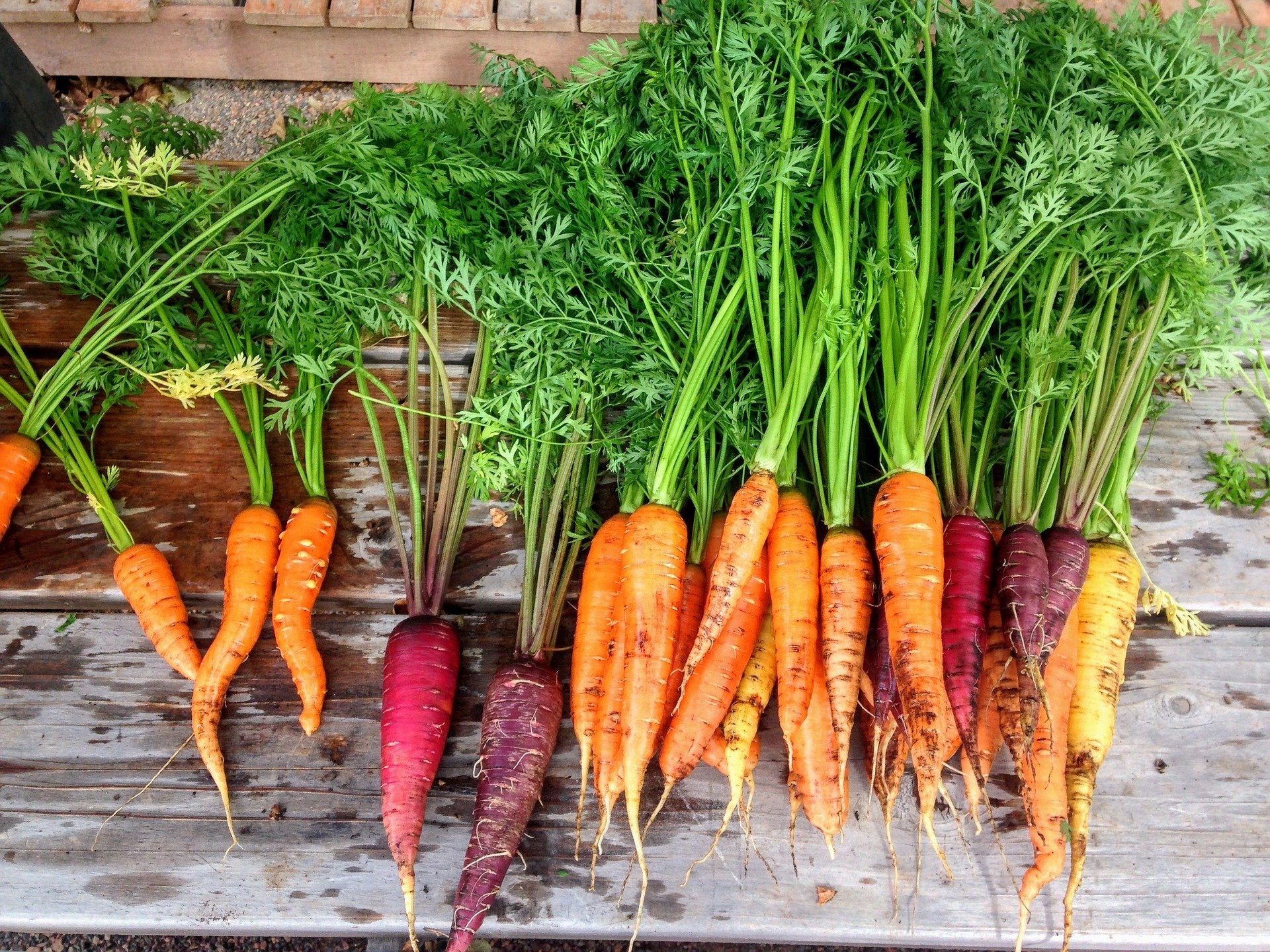 How to Grow Carrots