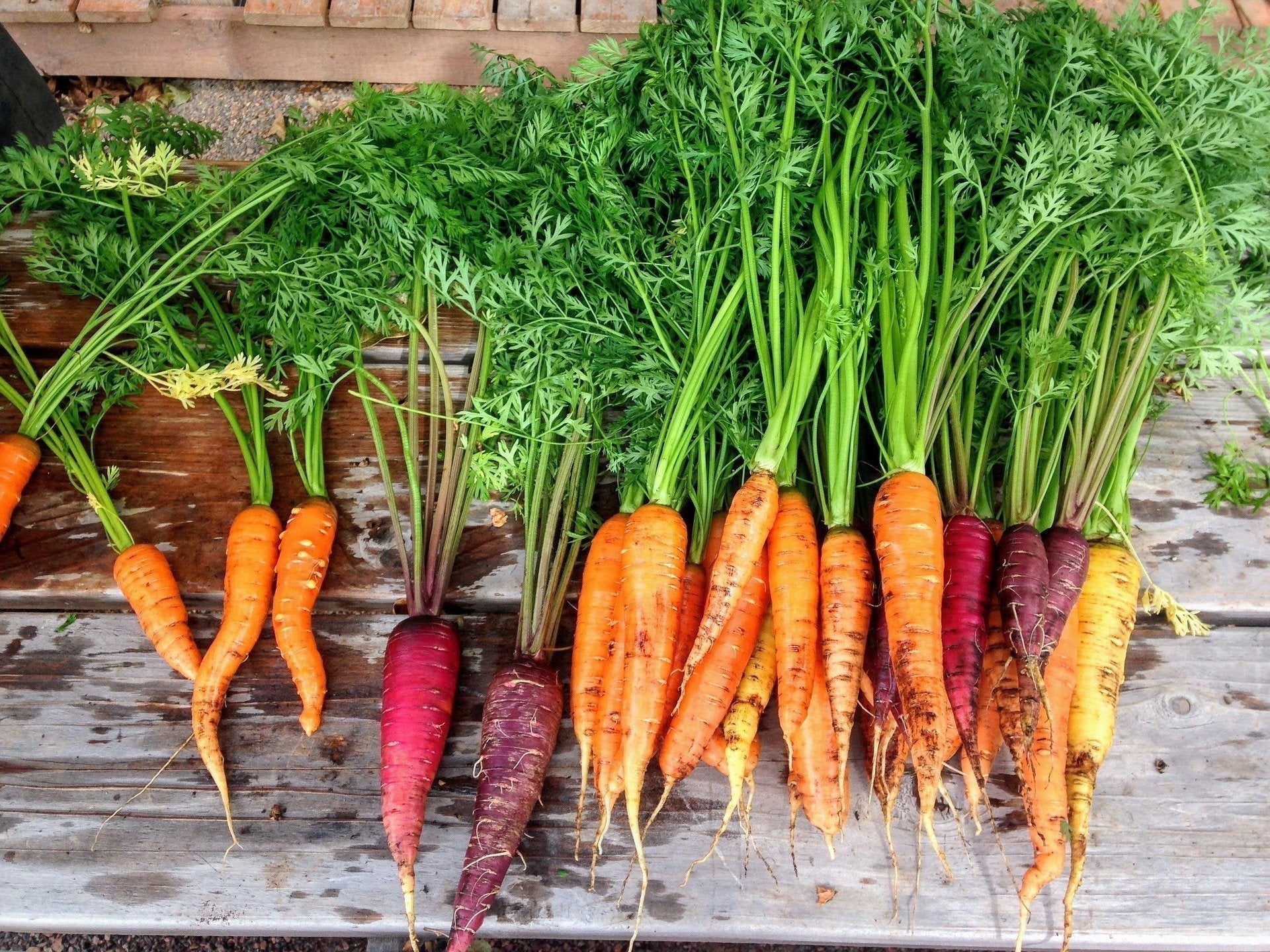 How to Grow Carrots: A Step-by-Step Guide for Beginners and Gardeners