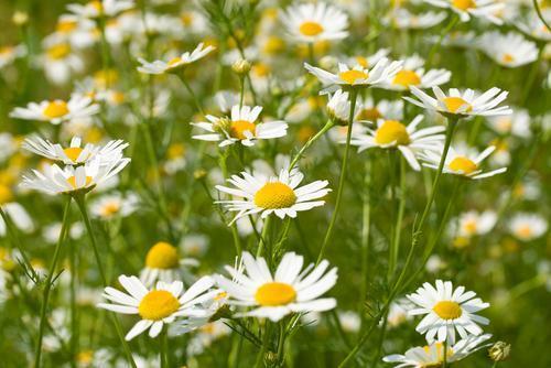 Nature's Remedies: Medicinal Herbs from Sow True Seed Asheville NC. 