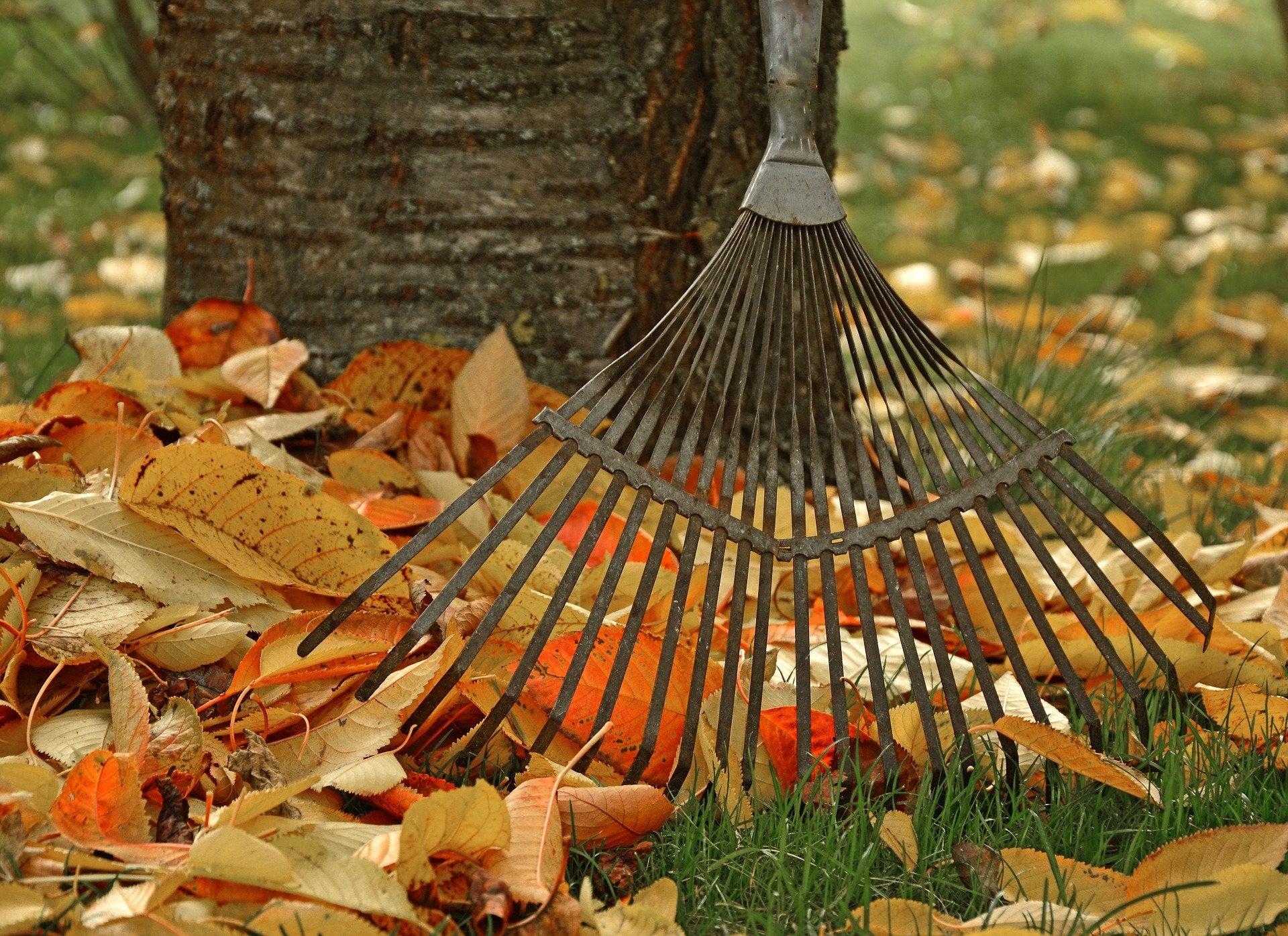 October Garden Chores for All USDA Grow Zones