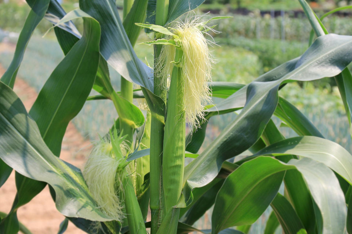 Pollinating Corn Corn Pollination: The Nerdy Gardener's Complete Guide | Sow True Seed